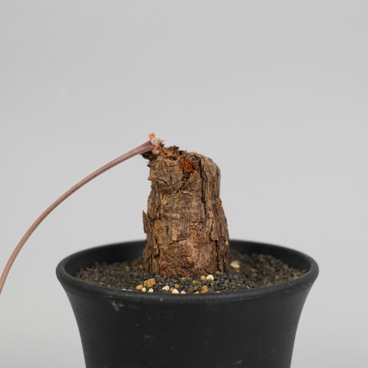 ペラルゴニウム トリステ 「Pelargonium triste」/ET0233