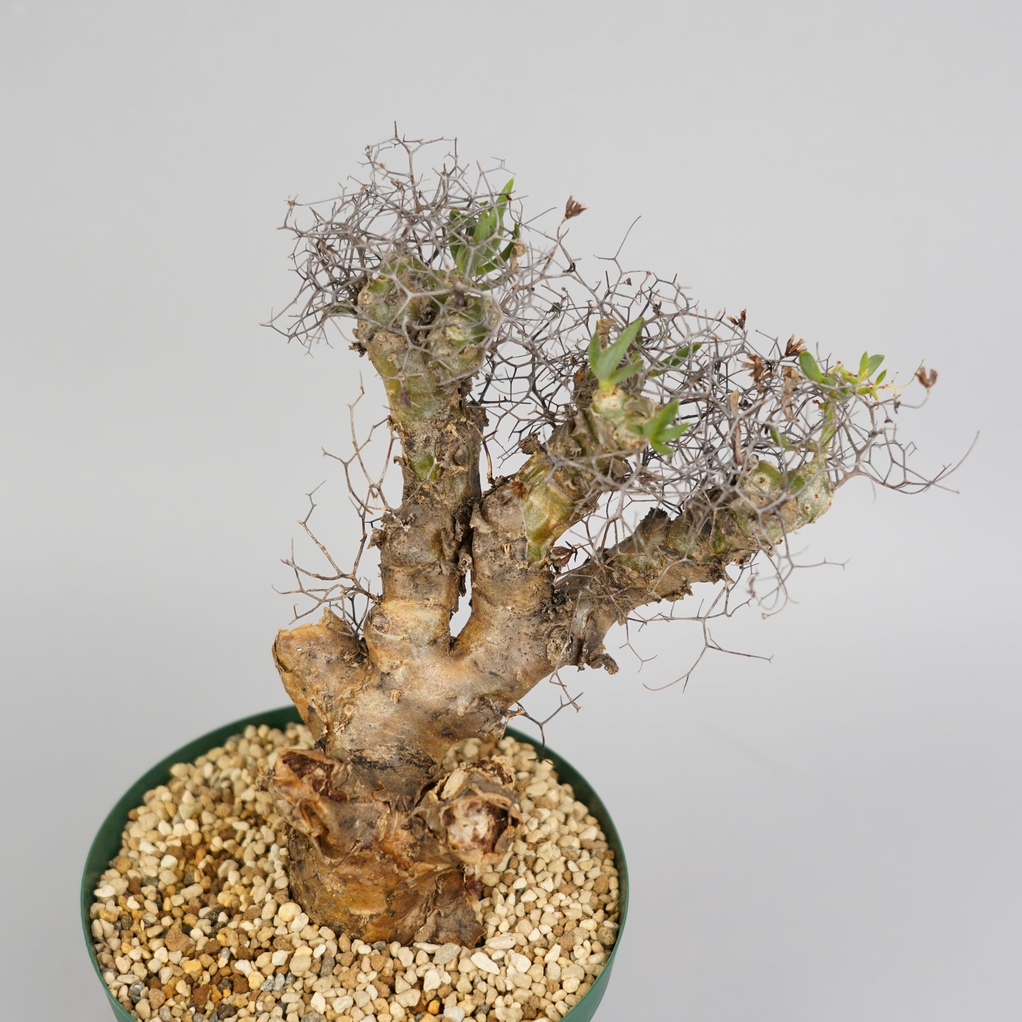 チレコドン レティキュラーツス 万物想 「Tylecodon reticulatus」/ET0295　②