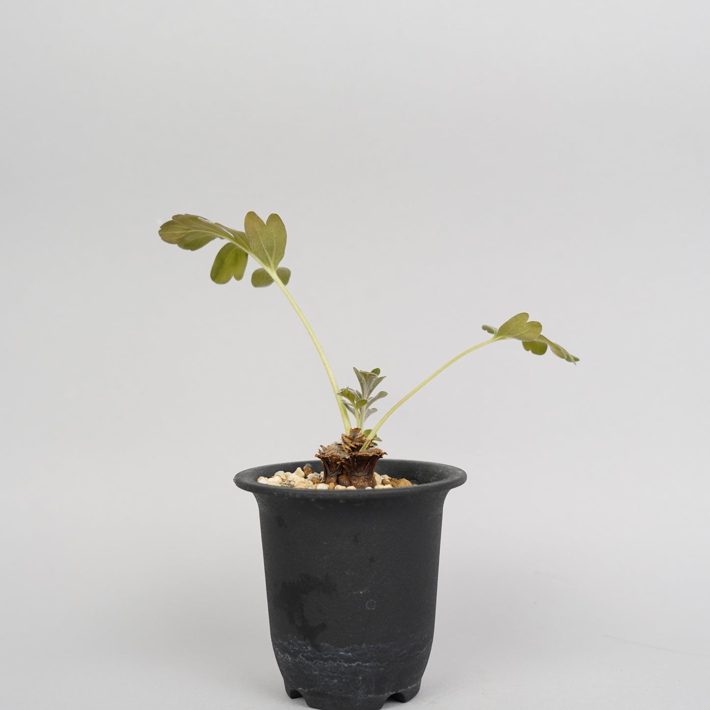 ペラルゴニウム インクラサツム 「Pelargonium incrassatum」/ET0131　①