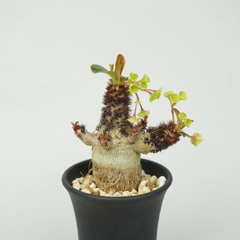 ユーフォルビア・ラメナ「Euphorbia Ramena」/EU0895