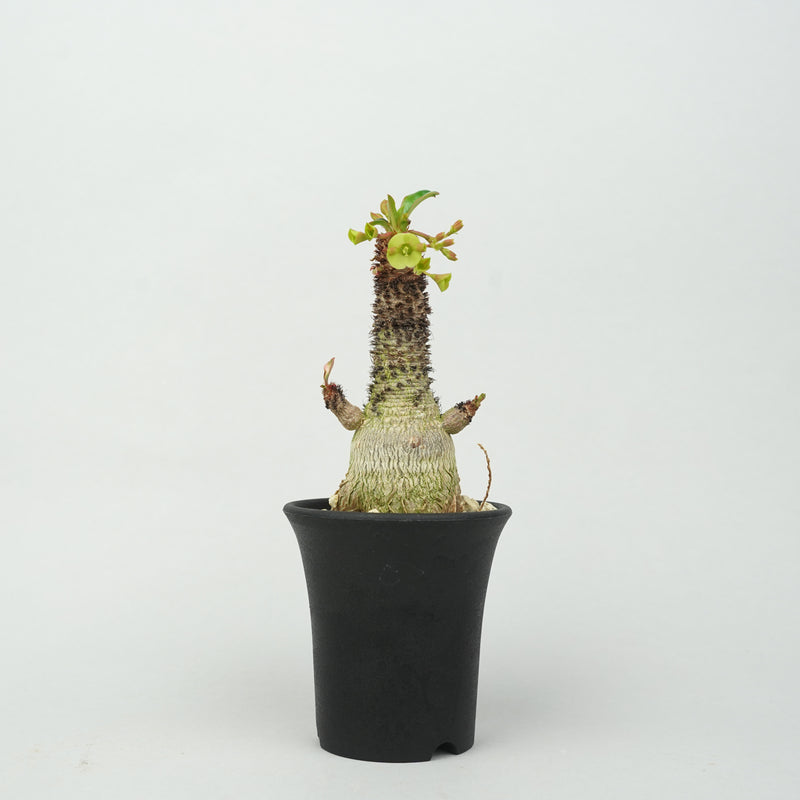 ユーフォルビア・ラメナ「Euphorbia Ramena」/EU0886
