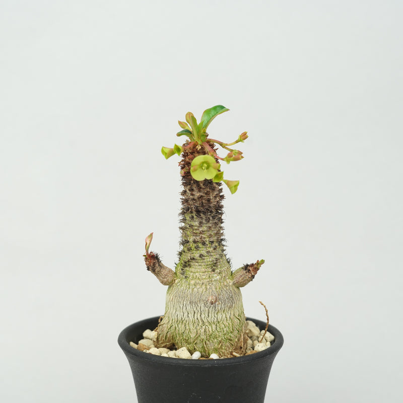 ユーフォルビア・ラメナ「Euphorbia Ramena」/EU0886