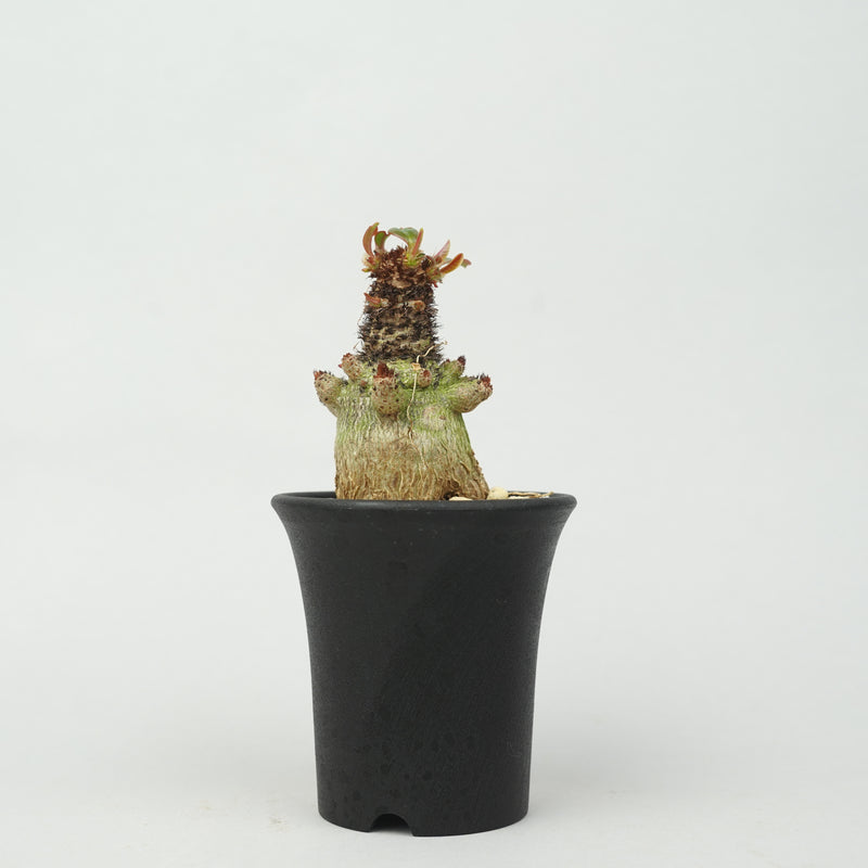 ユーフォルビア・ラメナ「Euphorbia Ramena」/EU0894