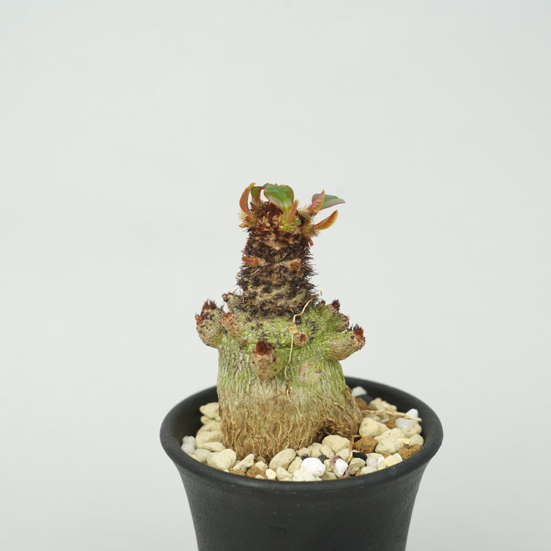 ユーフォルビア・ラメナ「Euphorbia Ramena」/EU0894