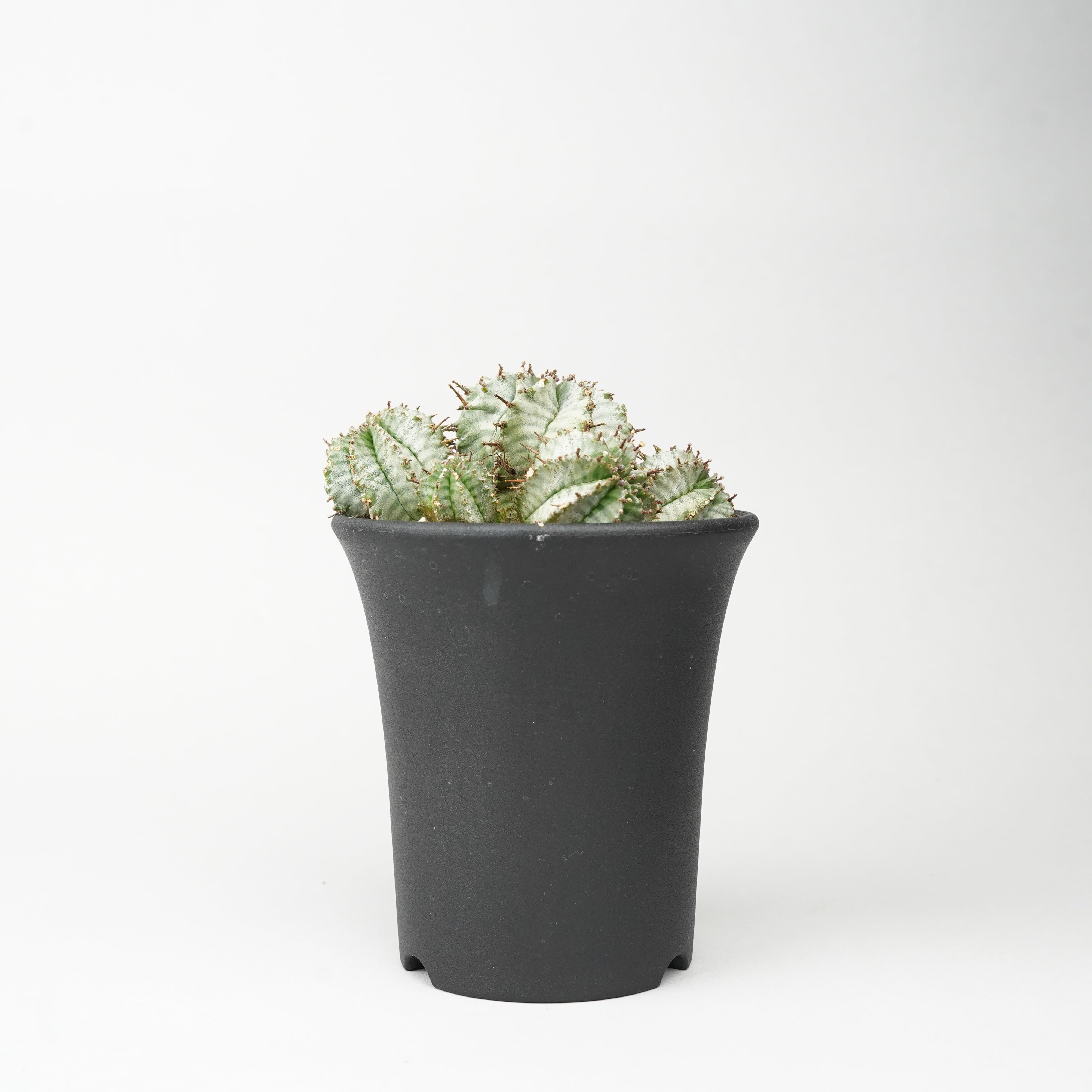 植物/ユーフォルビア/ホリダ – Hachi-8