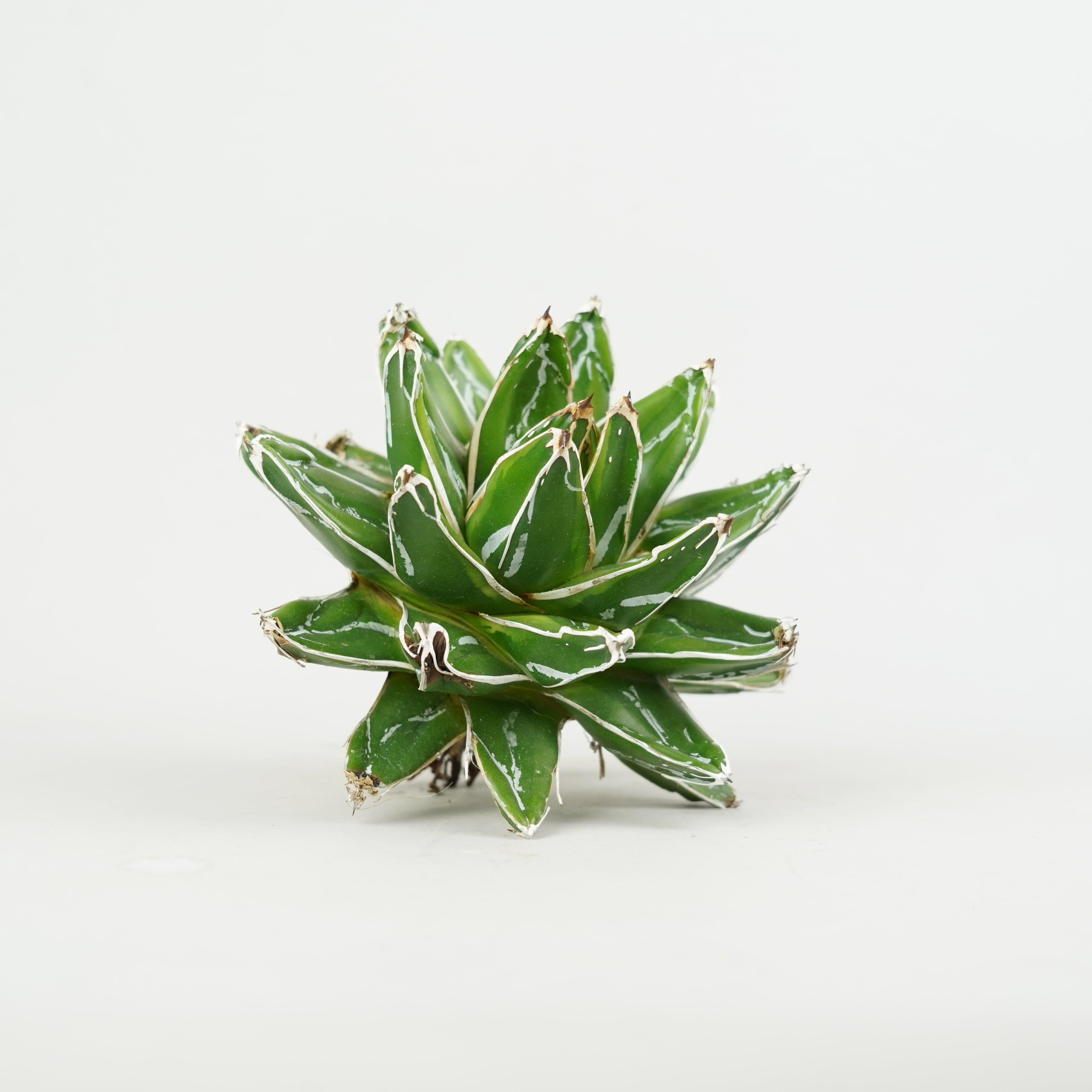 商品一覧/新着植物 – Hachi-8