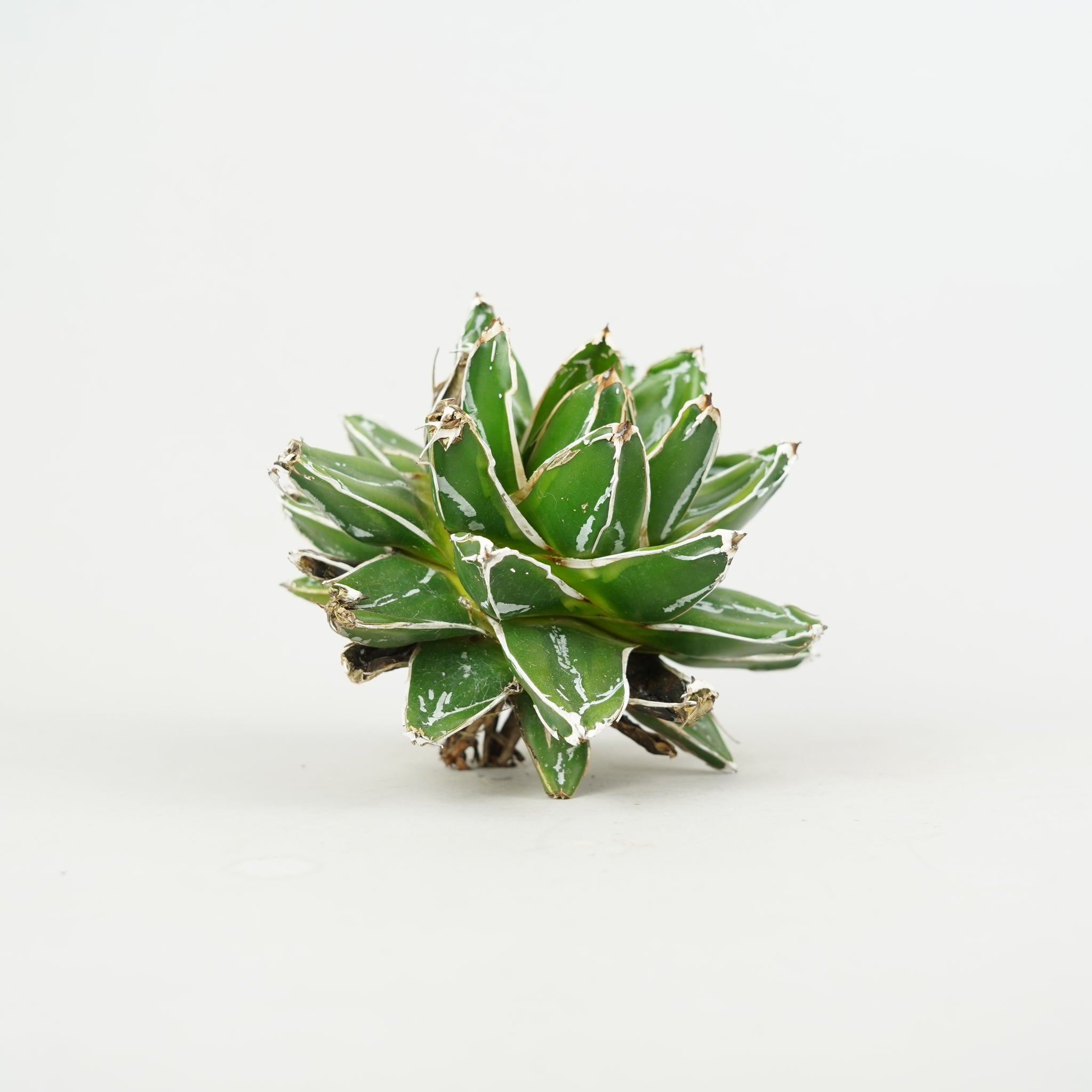 商品一覧/新着植物 – Hachi-8