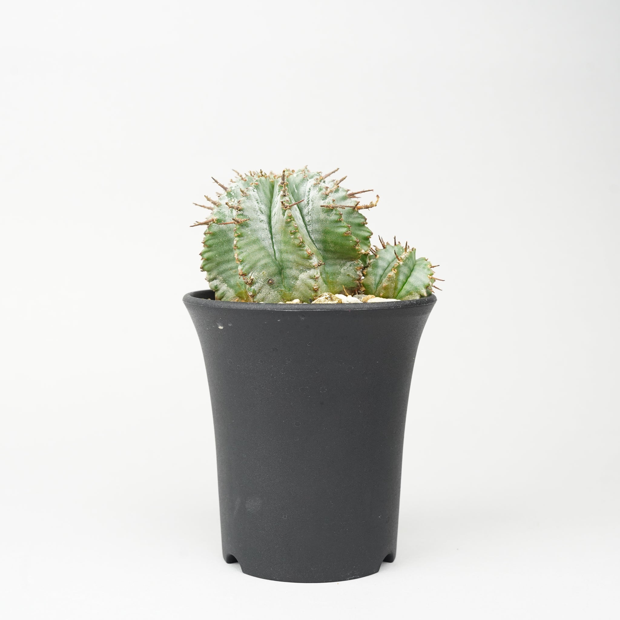 ユーフォルビア ホリダ 「Euphorbia horrida」/EU273