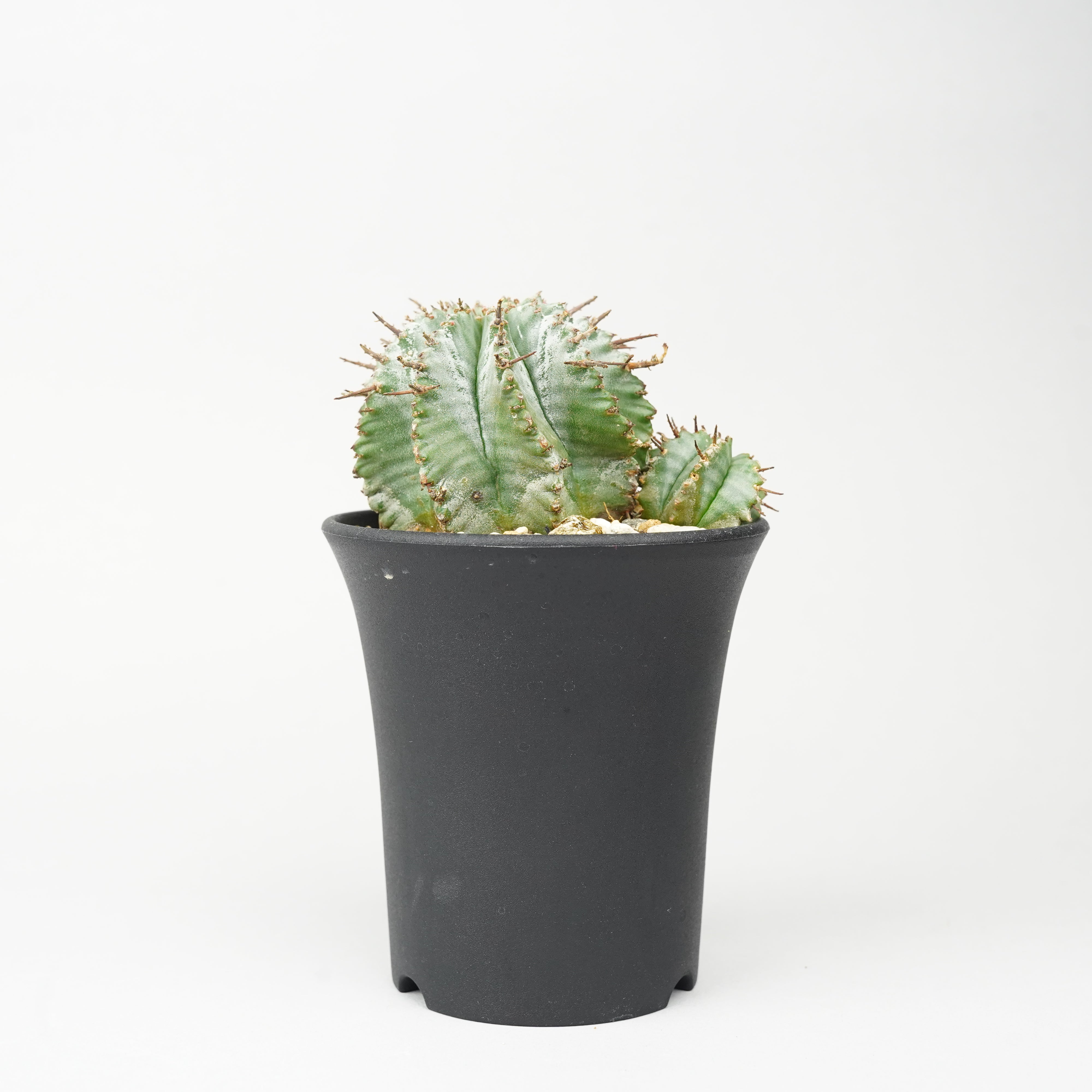 ユーフォルビア/ホリダ – Hachi-8