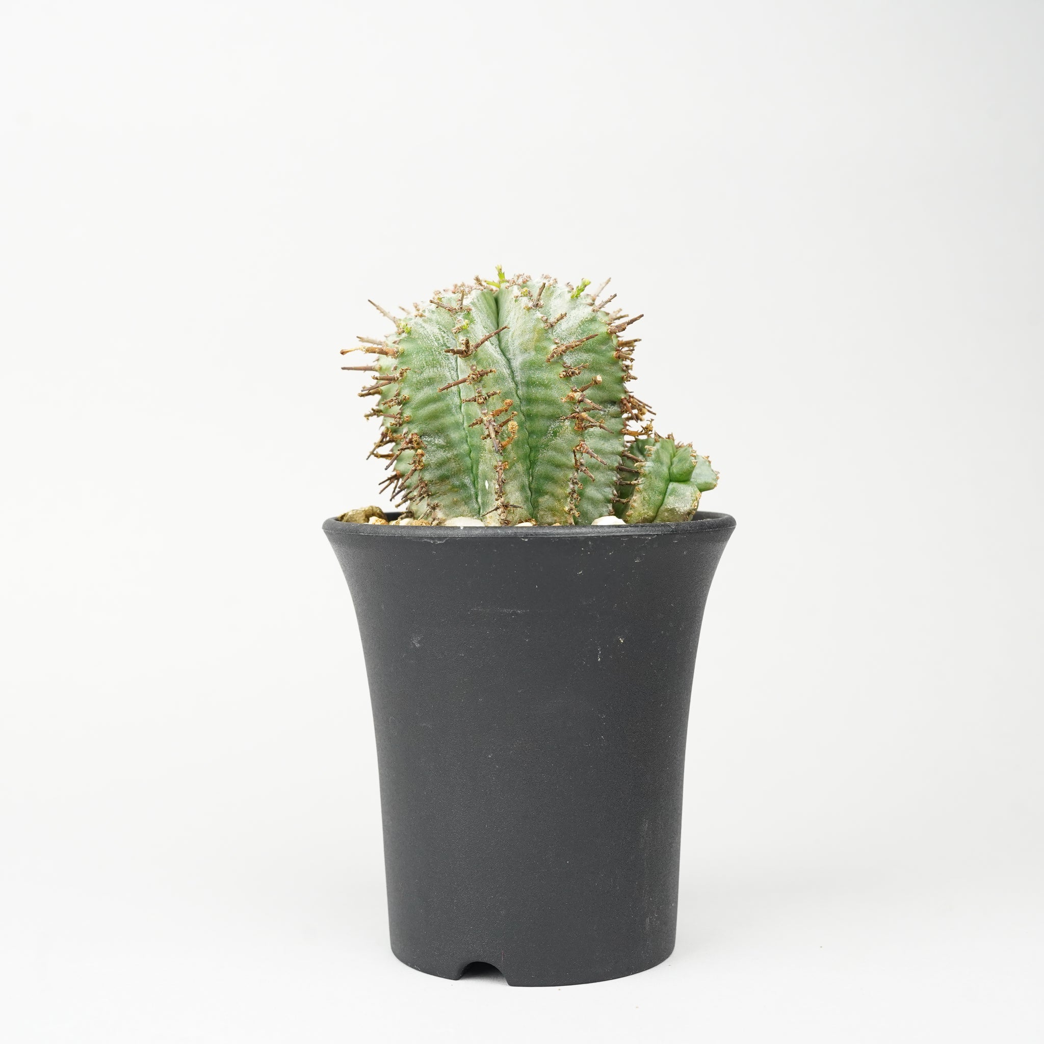ユーフォルビア ホリダ 「Euphorbia horrida」/EU285