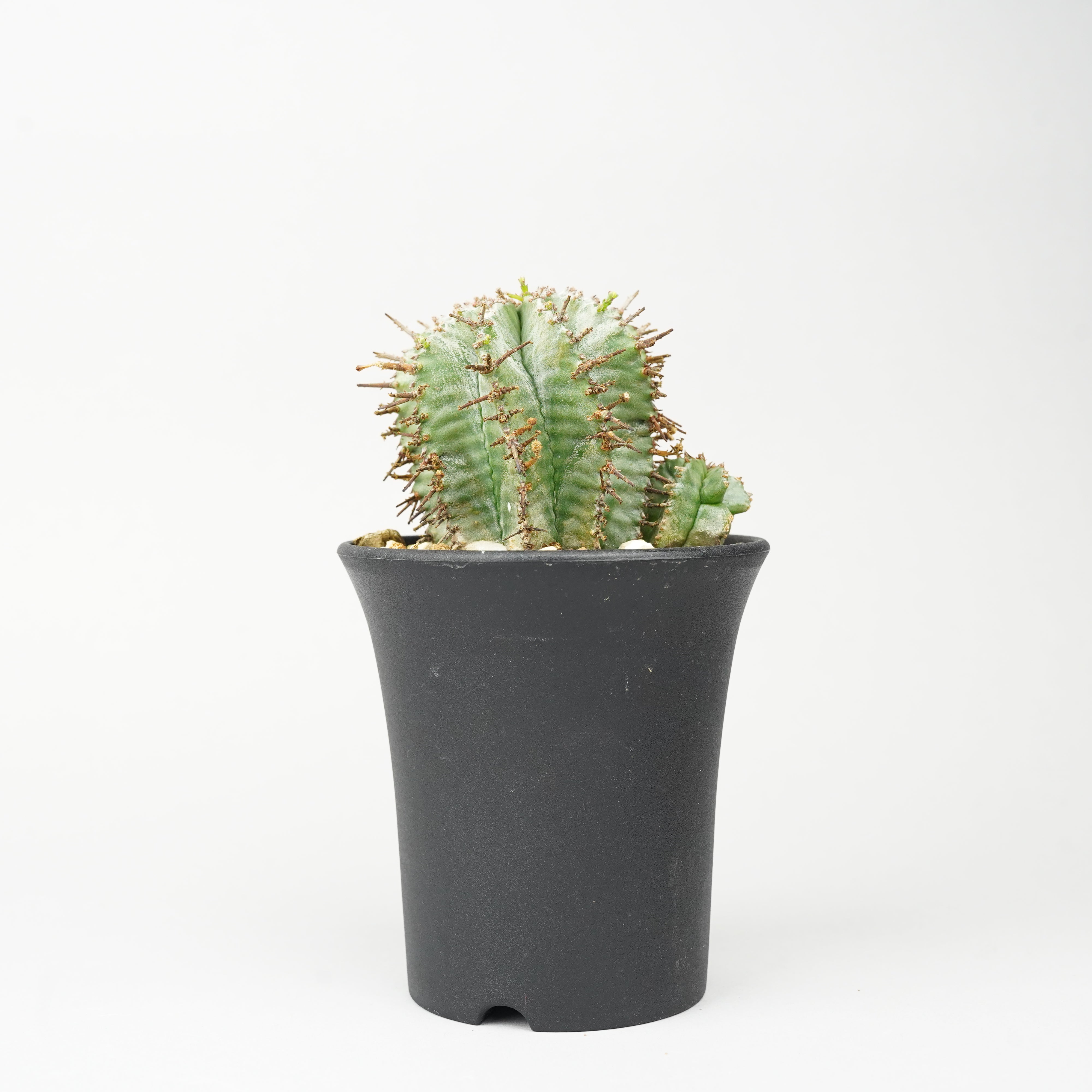 セール中❗️ 御神木に❗️ 長ホリダ　高さ40cm以上　ユーフォルビア 植物/ホリダ – Hachi-8