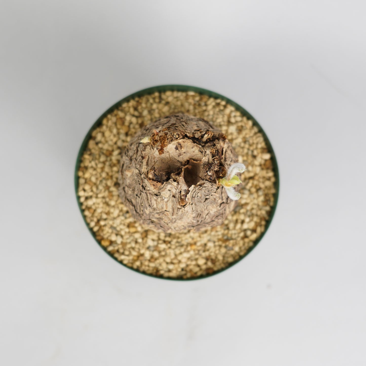 ペラルゴニウム トリステ 「Pelargonium triste」/ET0260