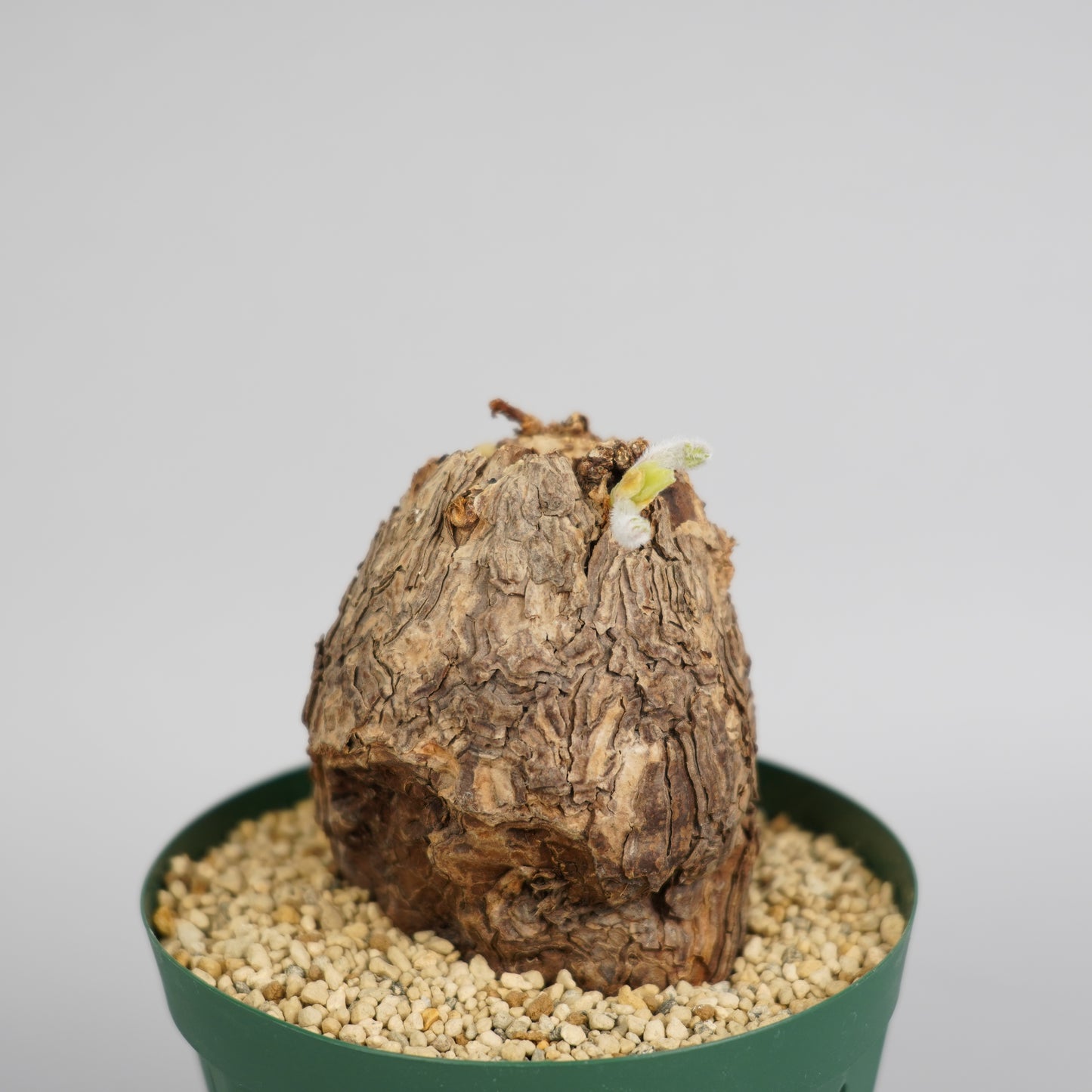 ペラルゴニウム トリステ 「Pelargonium triste」/ET0260