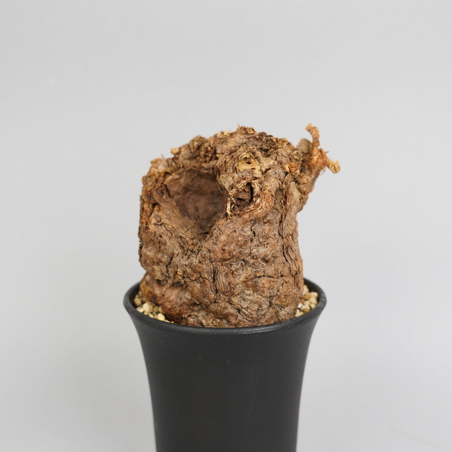 ペラルゴニウム トリステ 「Pelargonium triste」/ET0281