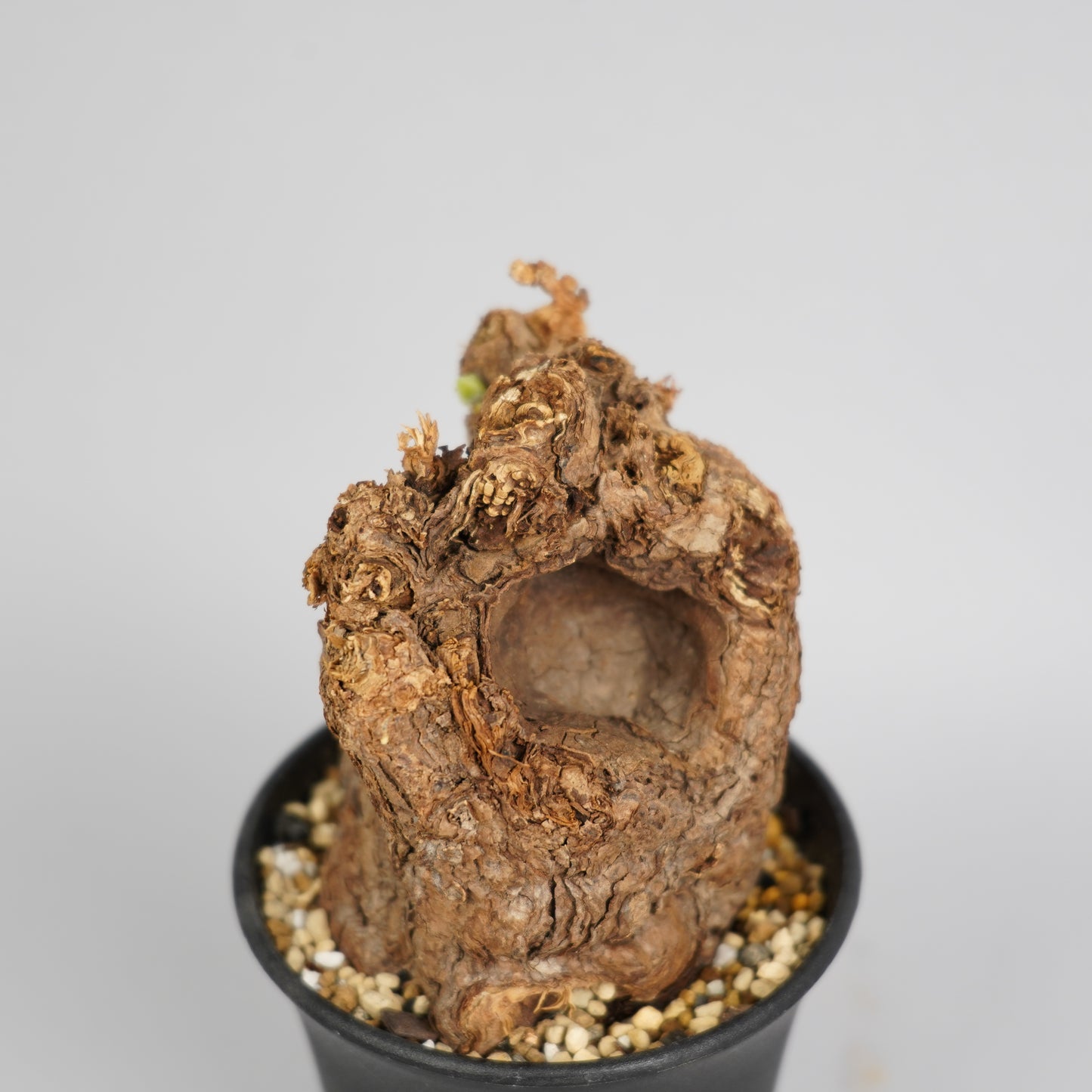 ペラルゴニウム トリステ 「Pelargonium triste」/ET0281