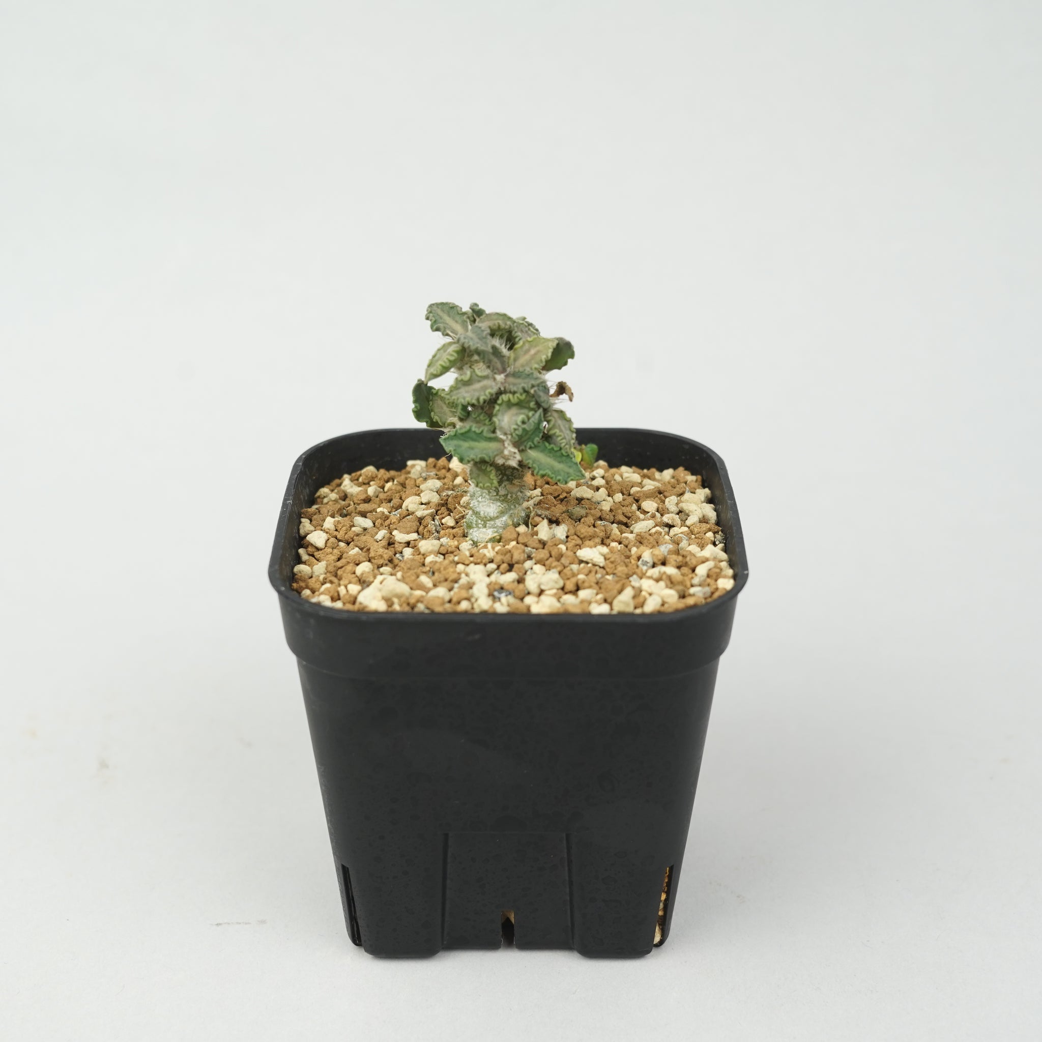 ユーフォルビア・トゥレアレンシス「Euphorbia tulearensis」/EU0830