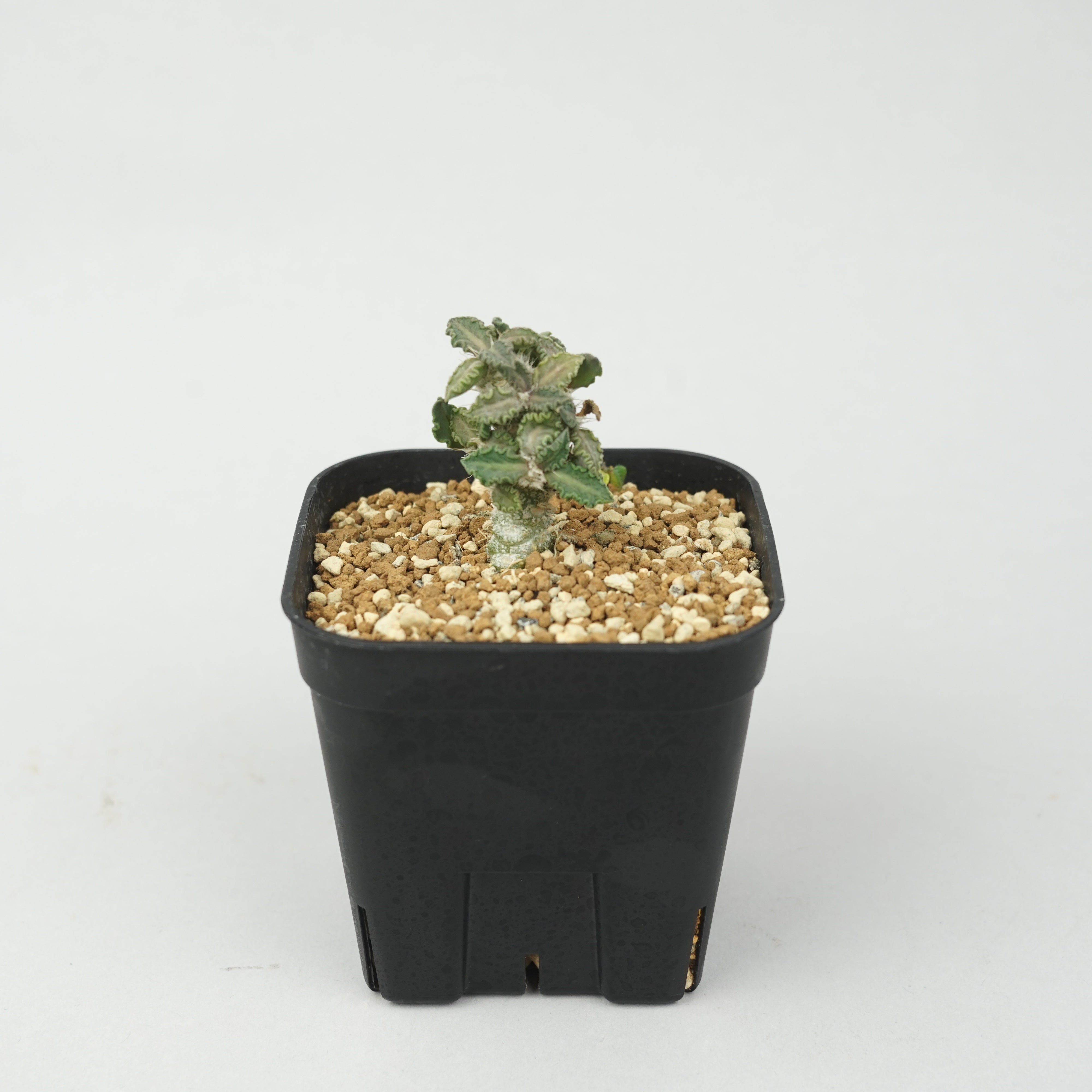 ユーフォルビア・トゥレアレンシス「Euphorbia tulearensis」/EU0830