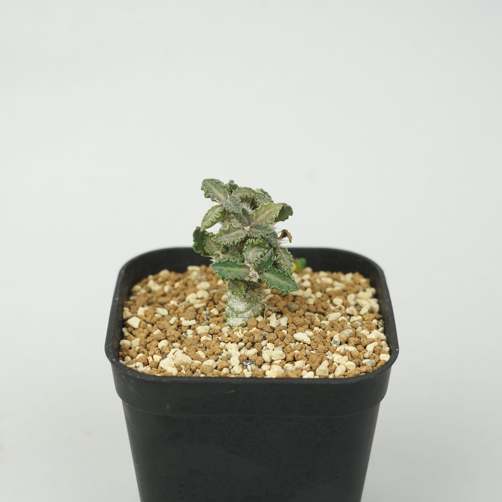 ユーフォルビア・トゥレアレンシス「Euphorbia tulearensis」/EU0830