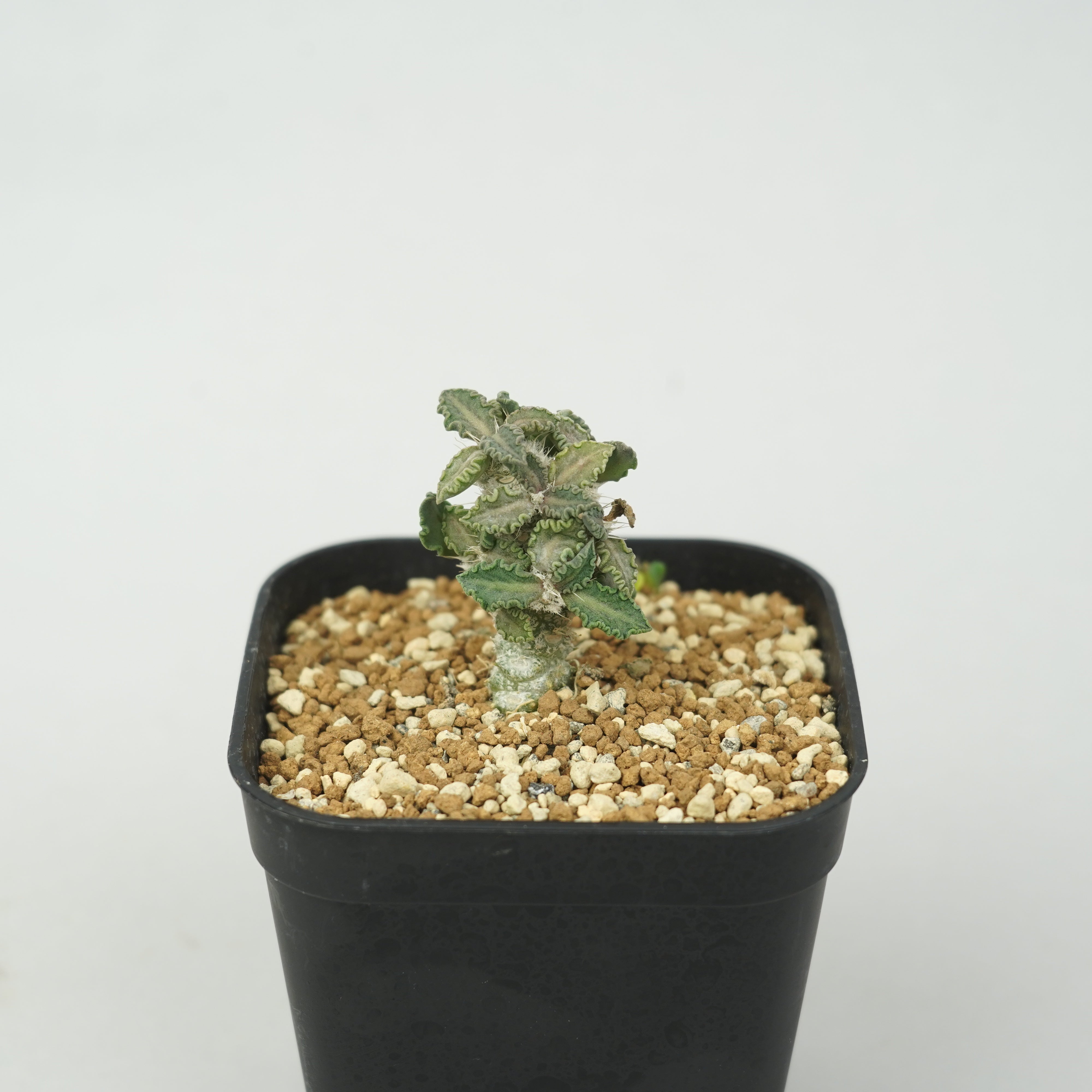 ユーフォルビア トゥレアレンシス Euphorbia tulearensis ユーフォルビア・トゥレアレンシス「Euphorbia tulearensis」/EU0830