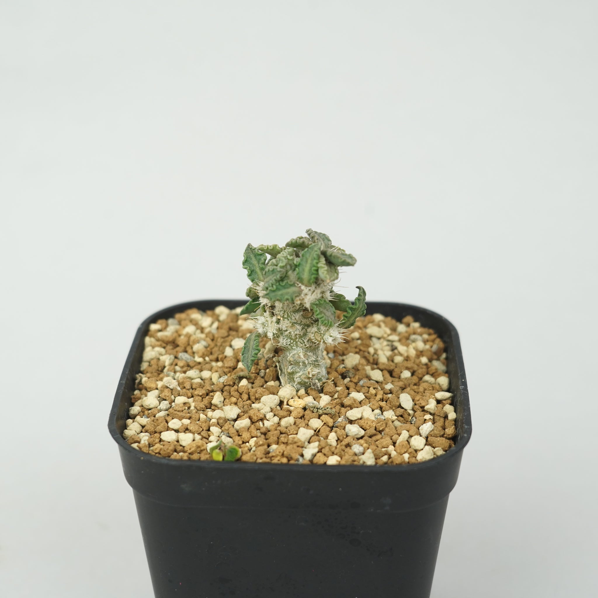 ユーフォルビア・トゥレアレンシス「Euphorbia tulearensis」/EU0830