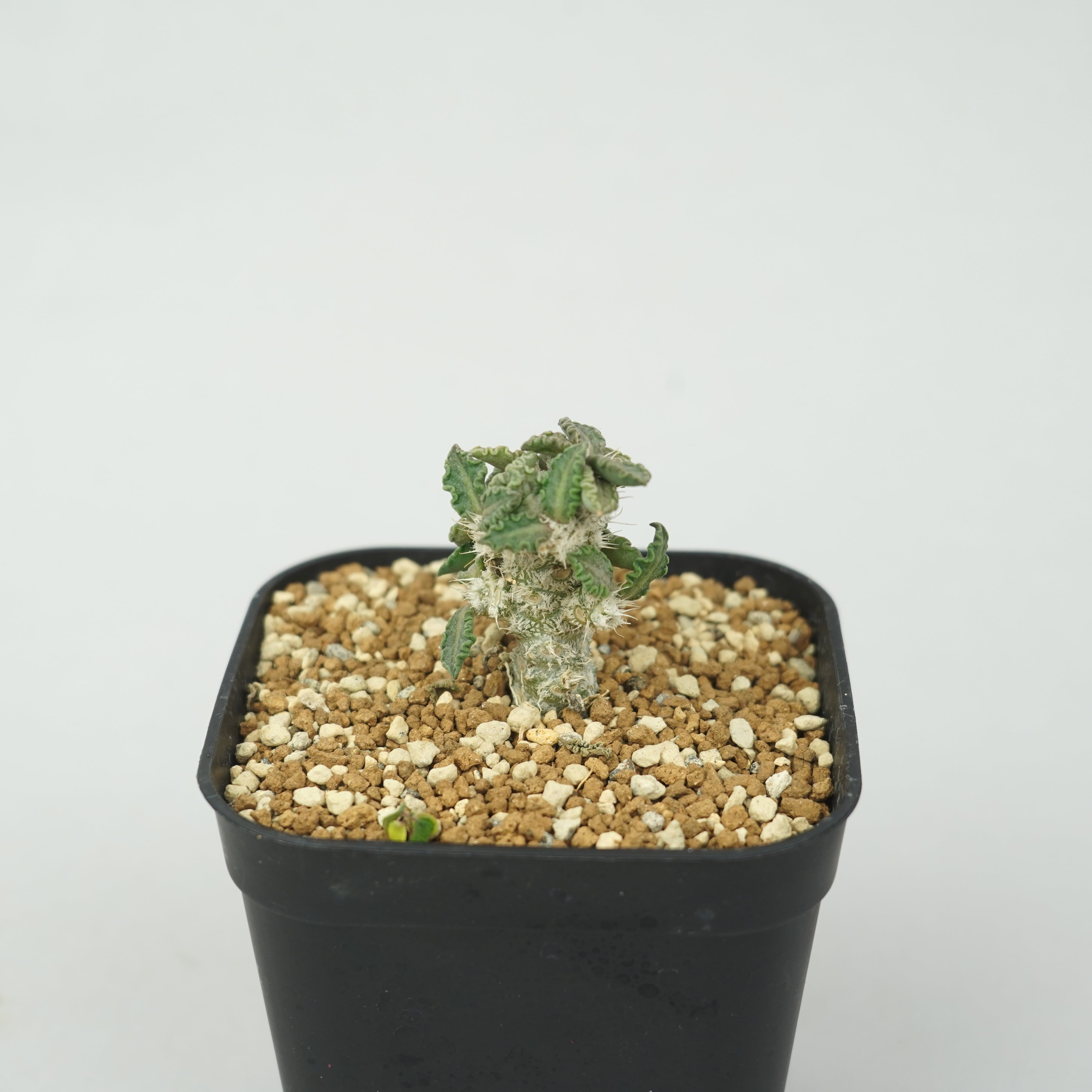 ユーフォルビア トゥレアレンシス E. tulearensis ⑤ ユーフォルビア・トゥレアレンシス「Euphorbia tulearensis」/EU0830