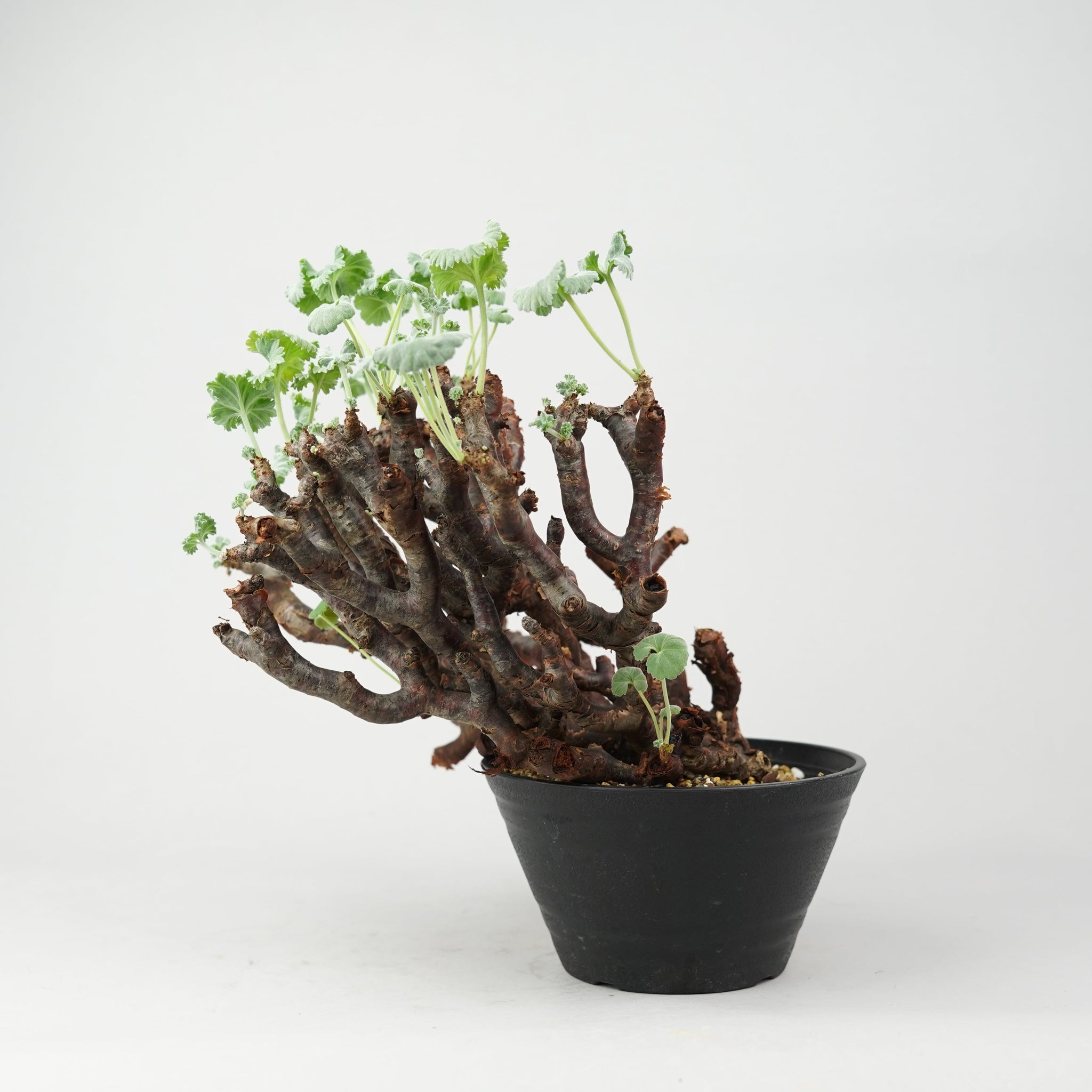 ペラルゴニウム ミラビレ Pelargonium mirabile/ PL0120