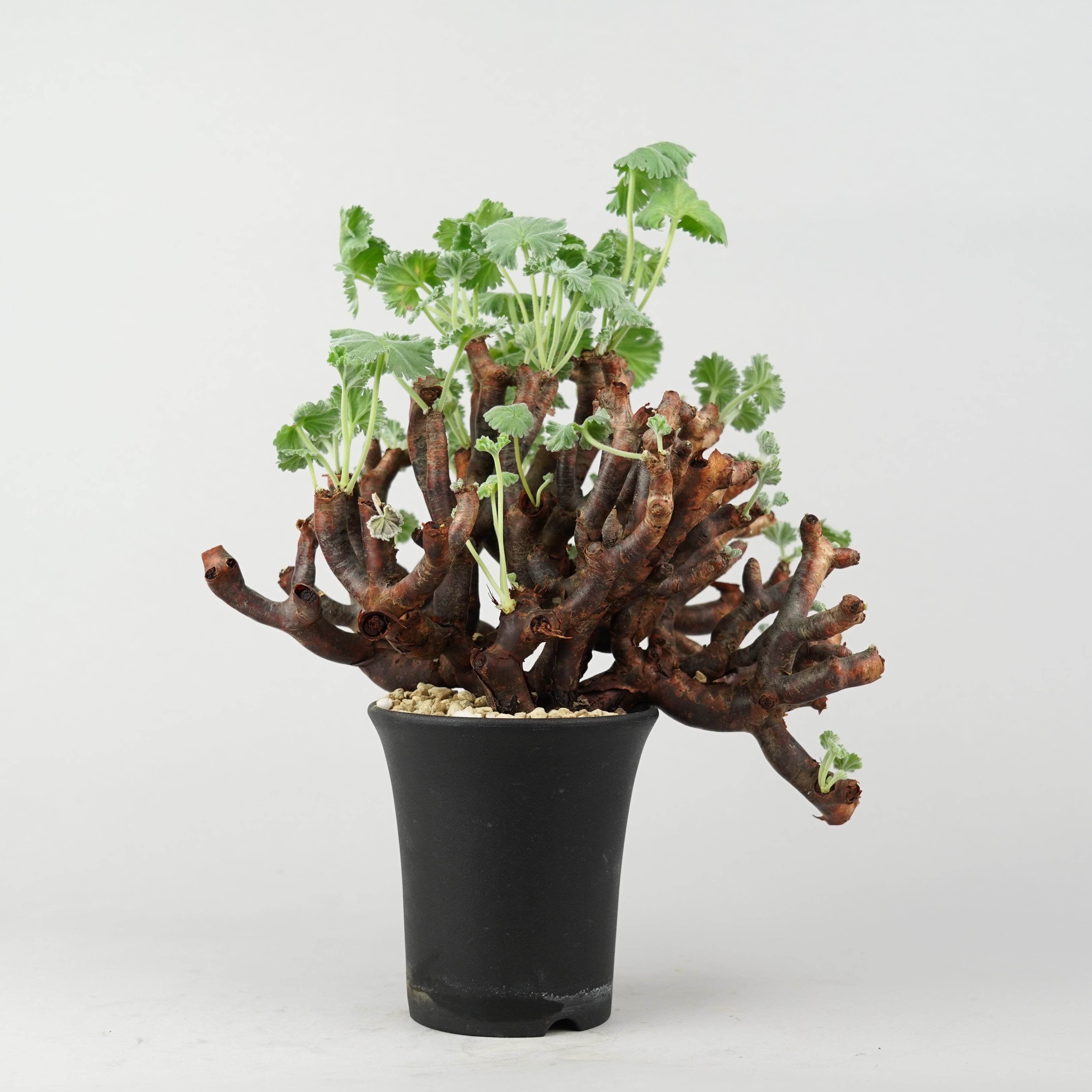 冬型植物/ミラビレ – Hachi-8