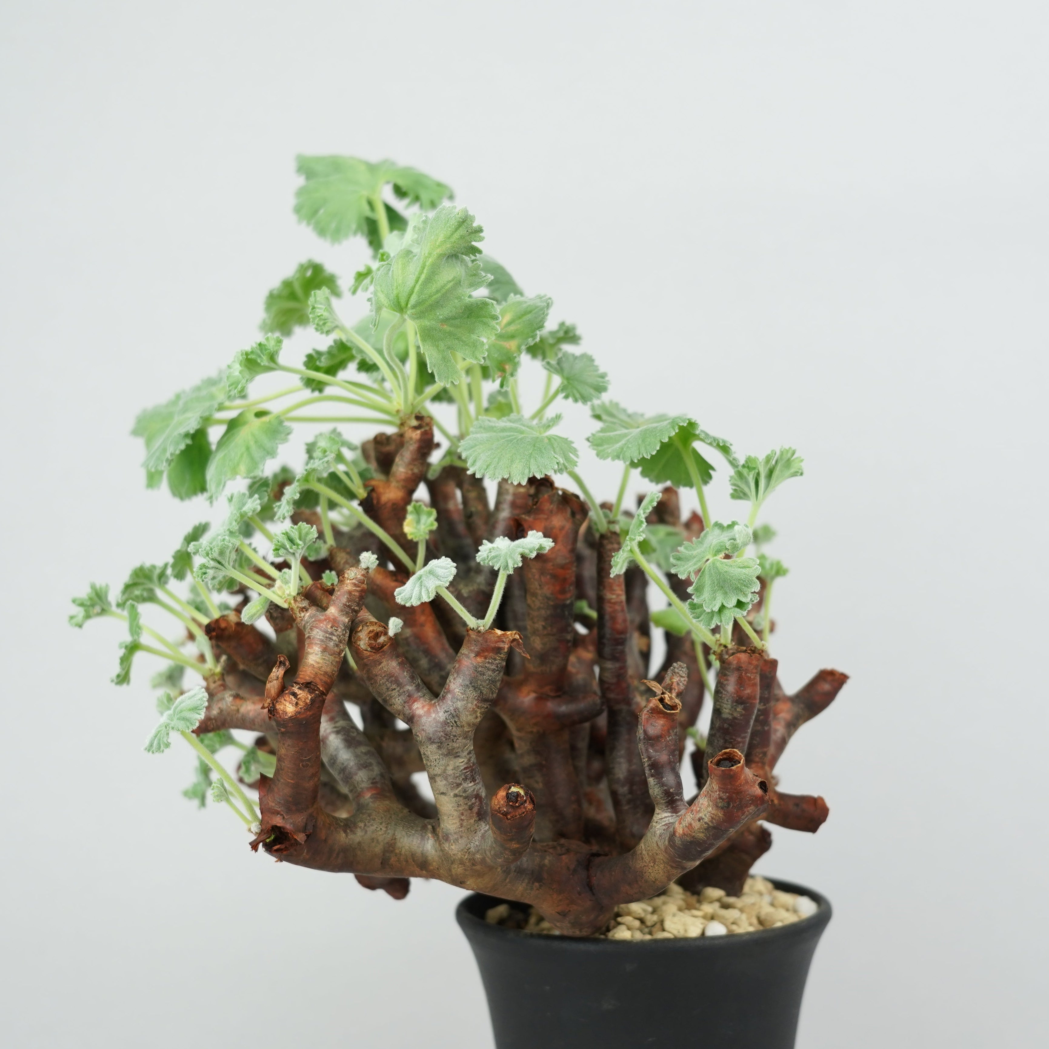 ペラルゴニウム ミラビレ Pelargonium mirabile/ PL0134 – Hachi-8