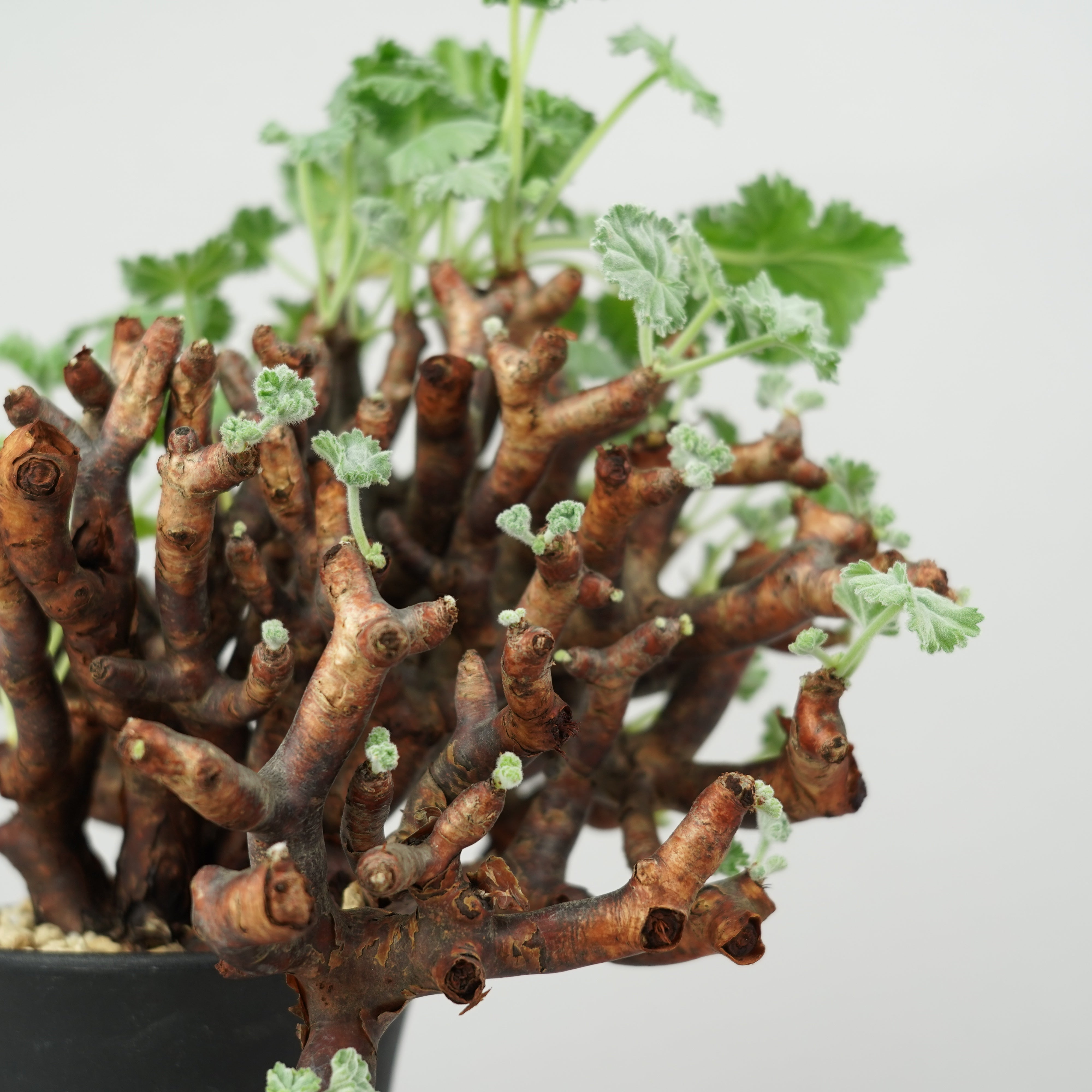 ペラルゴニウム ミラビレ Pelargonium mirabile/ PL0134 – Hachi-8