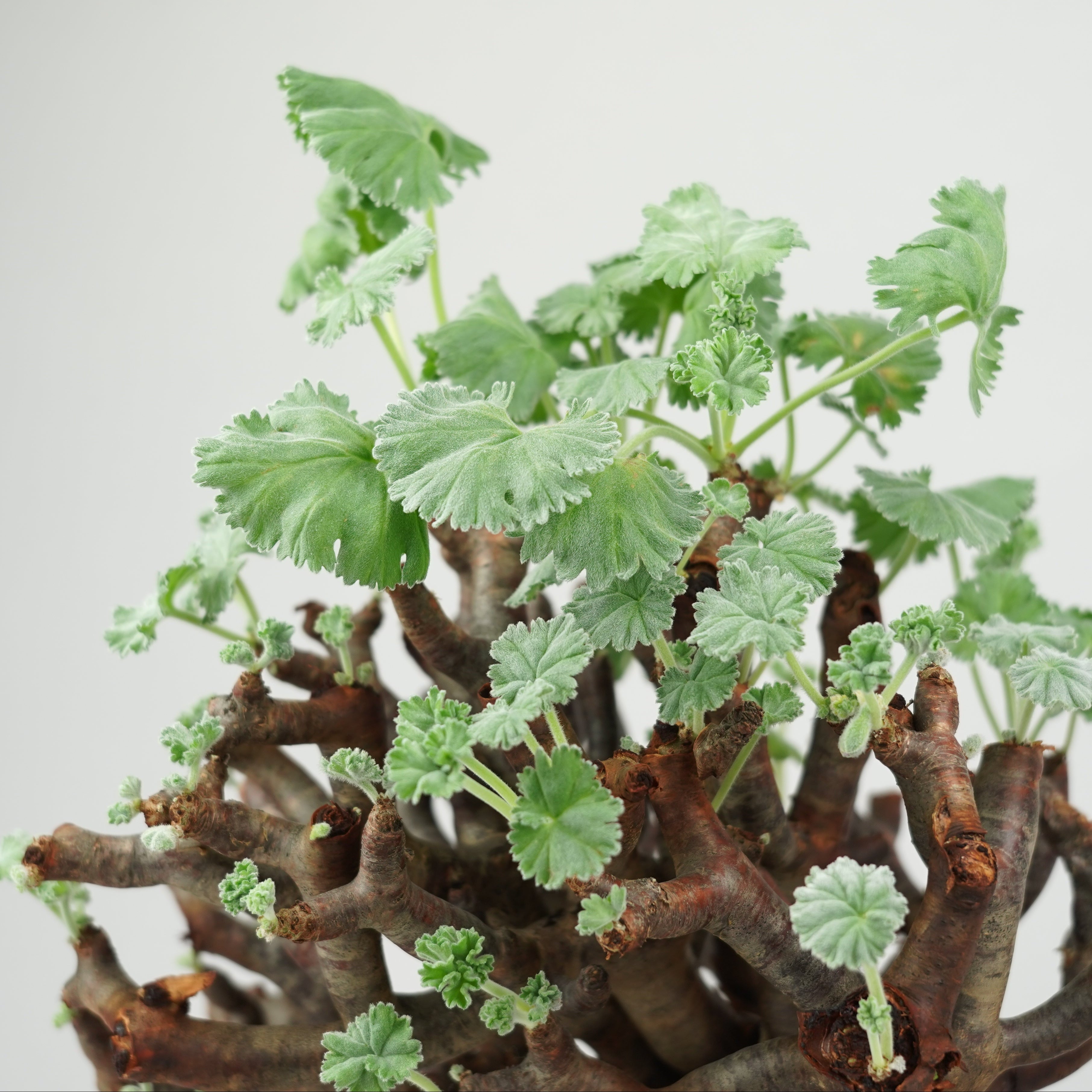 ペラルゴニウム ミラビレ Pelargonium mirabile/ PL0134 – Hachi-8