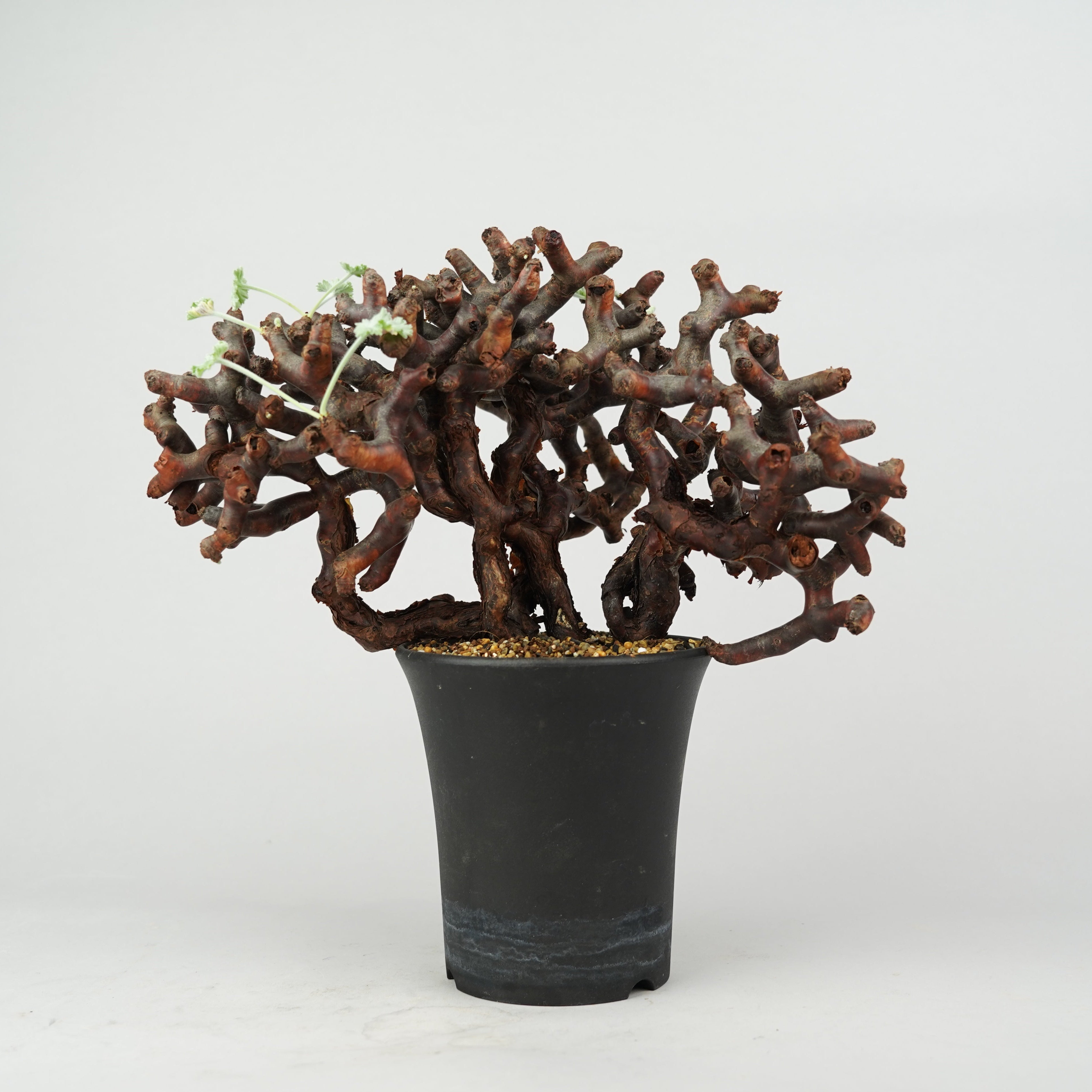 植物/冬型植物/ミラビレ – Hachi-8