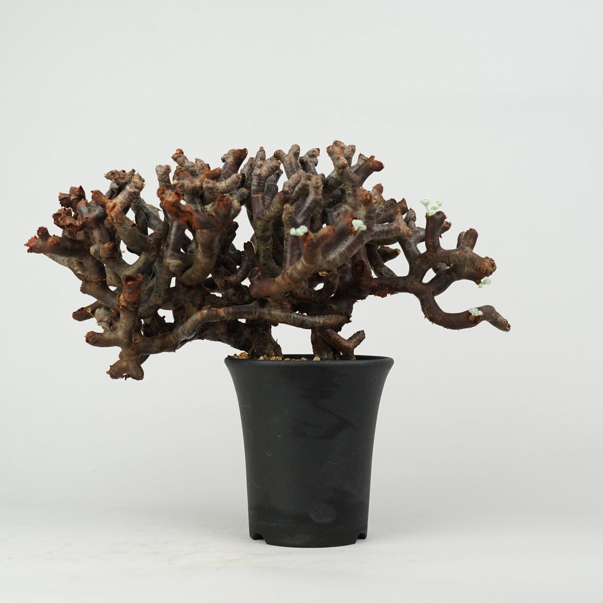 ペラルゴニウム ミラビレ Pelargonium mirabile/ PL0131