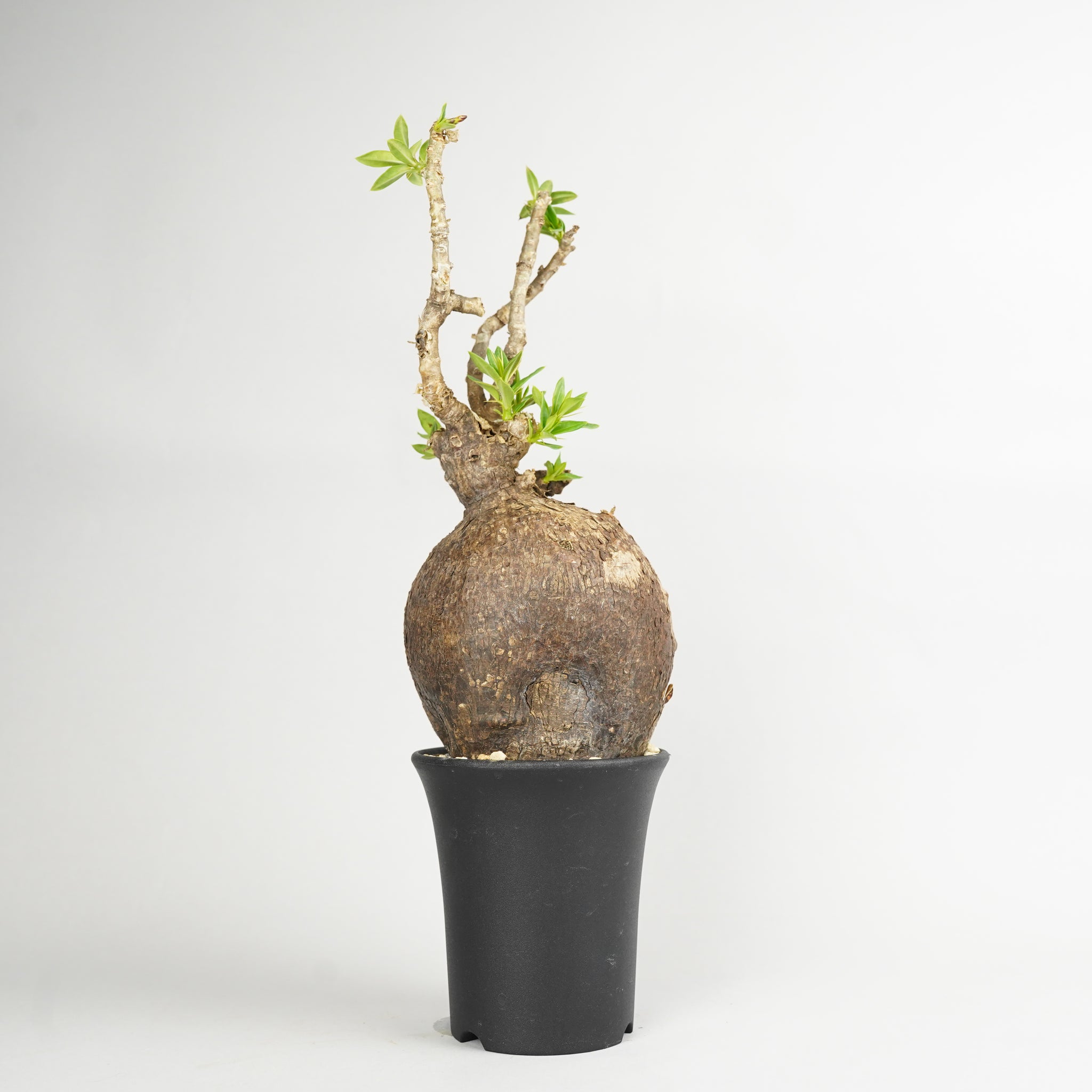 パキポディウム・ビスピノーサム「Pachypodium bispinosum」/ PA162