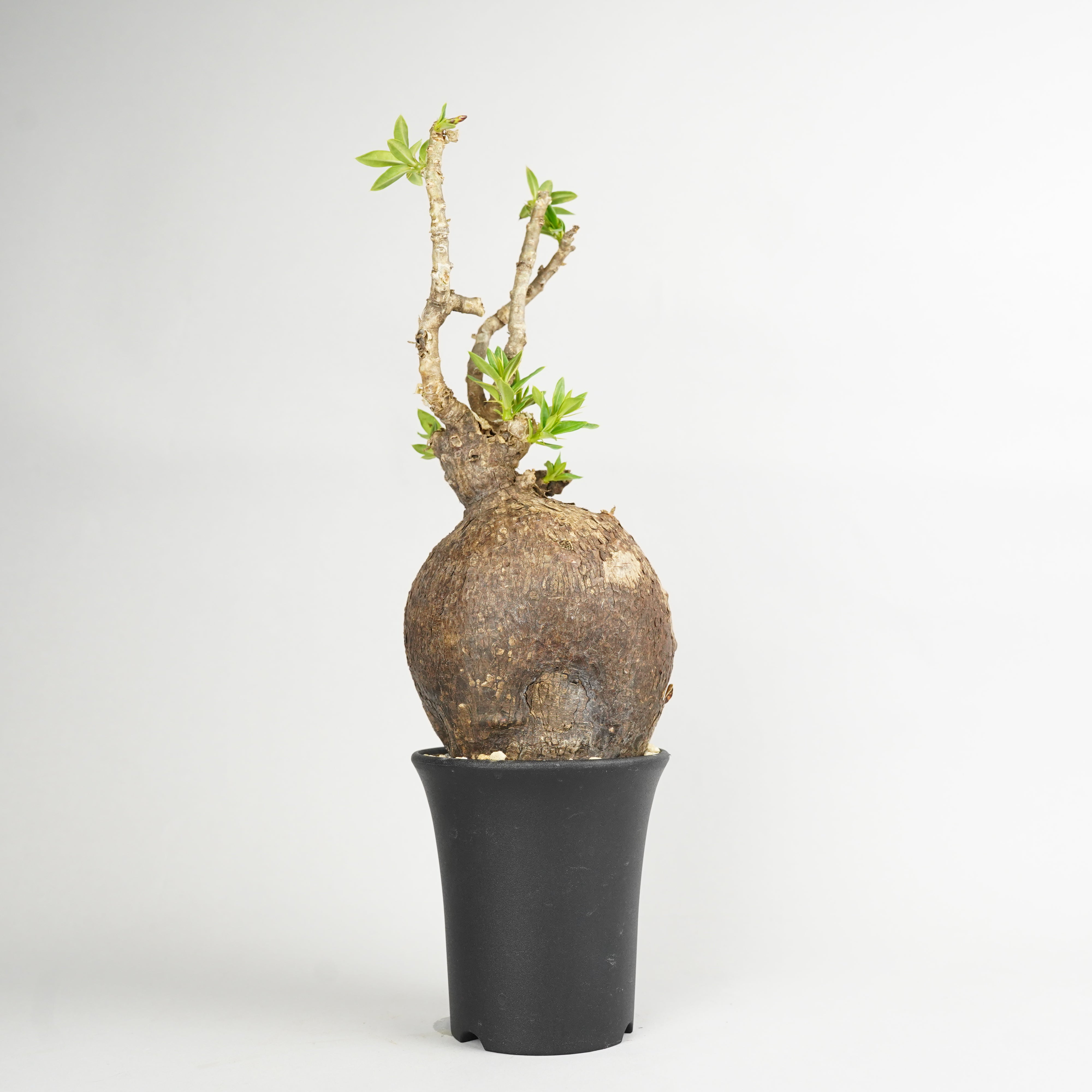 植物/パキポディウム – Hachi-8