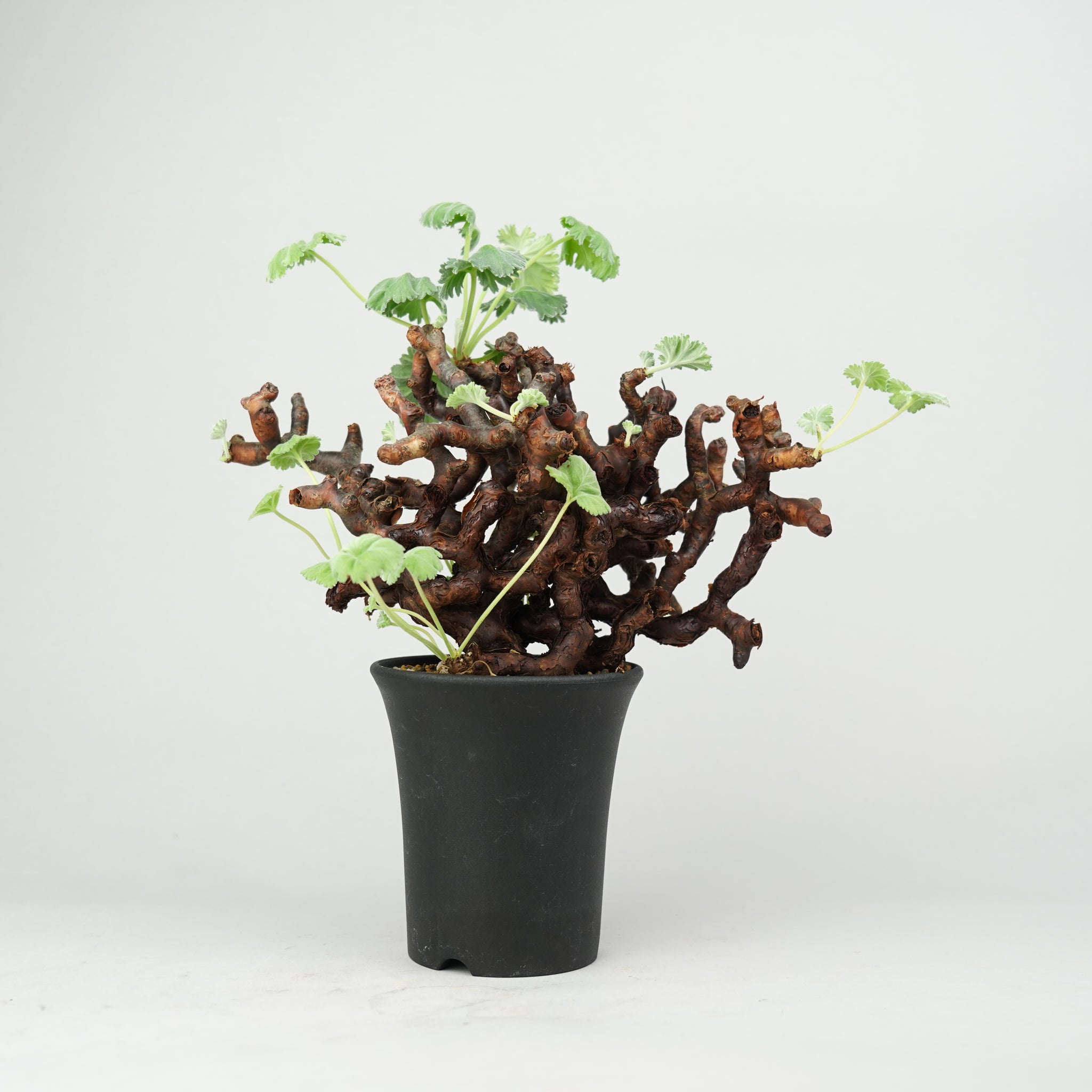 ペラルゴニウム ミラビレ Pelargonium mirabile/ PL0119