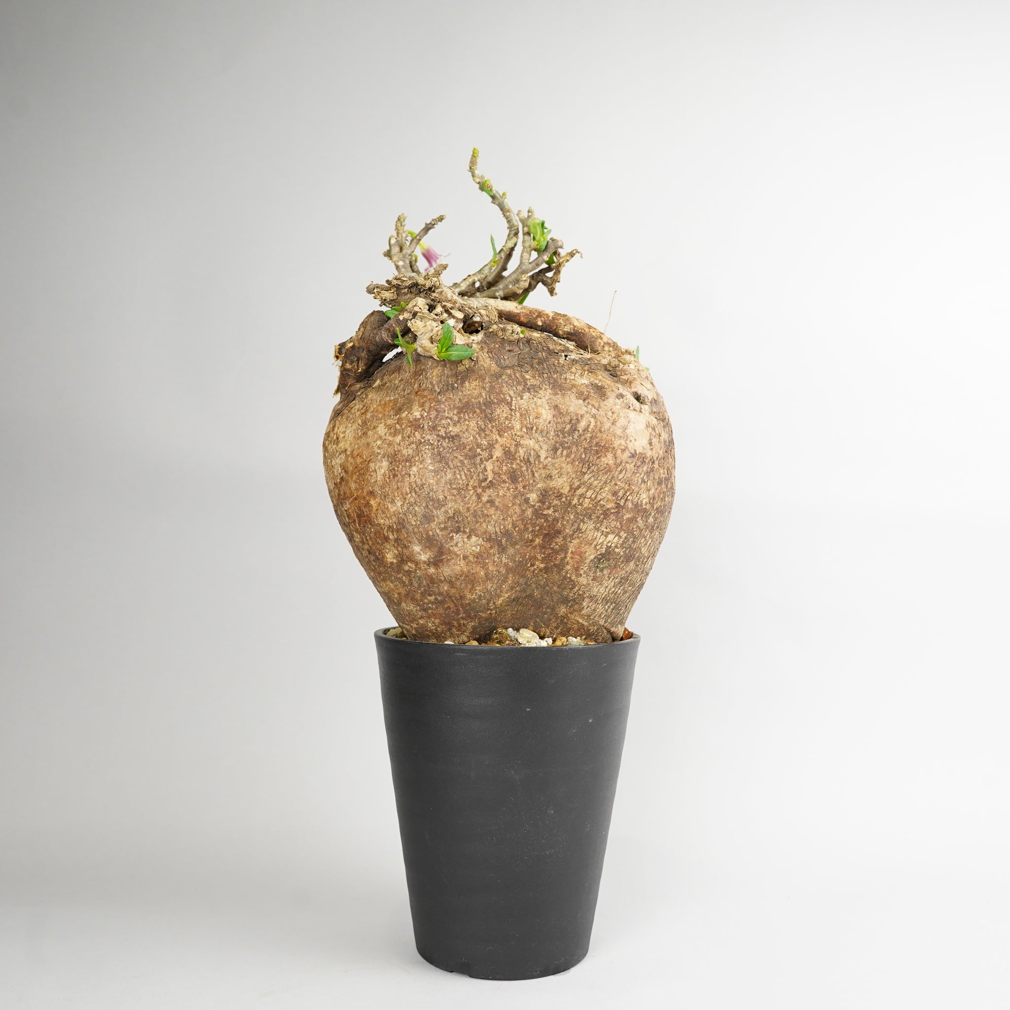 パキポディウム・ビスピノーサム「Pachypodium bispinosum」/ PA166