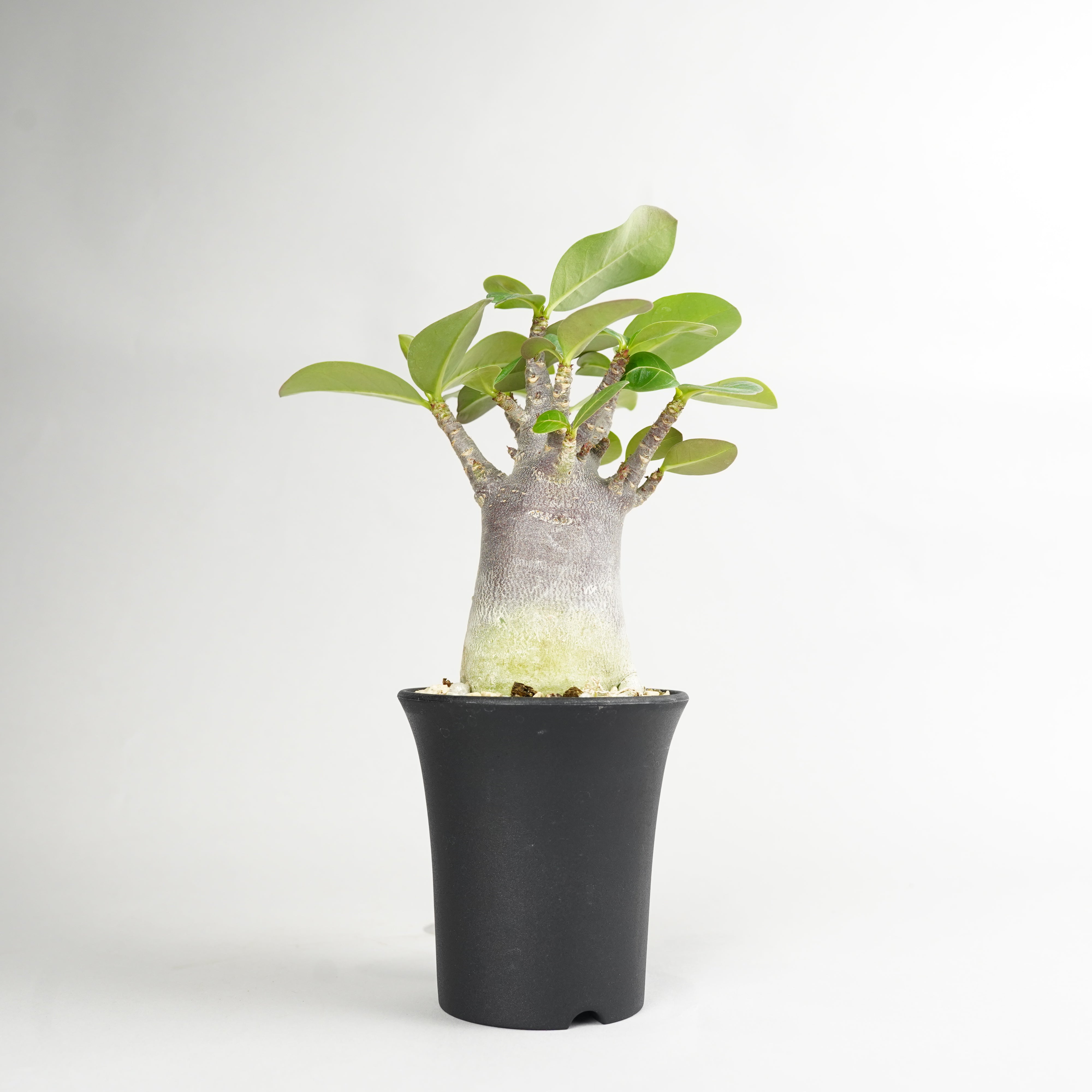 アデニウム　ブラック ブラック – Hachi-8