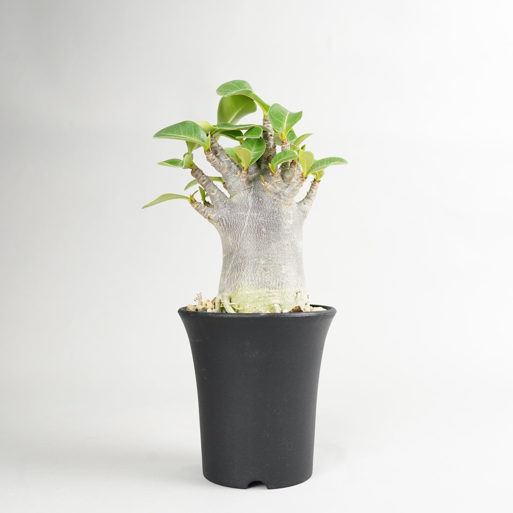 アデニウム アラビカム ブラック「Adenium arabicum Black」/ AD0530
