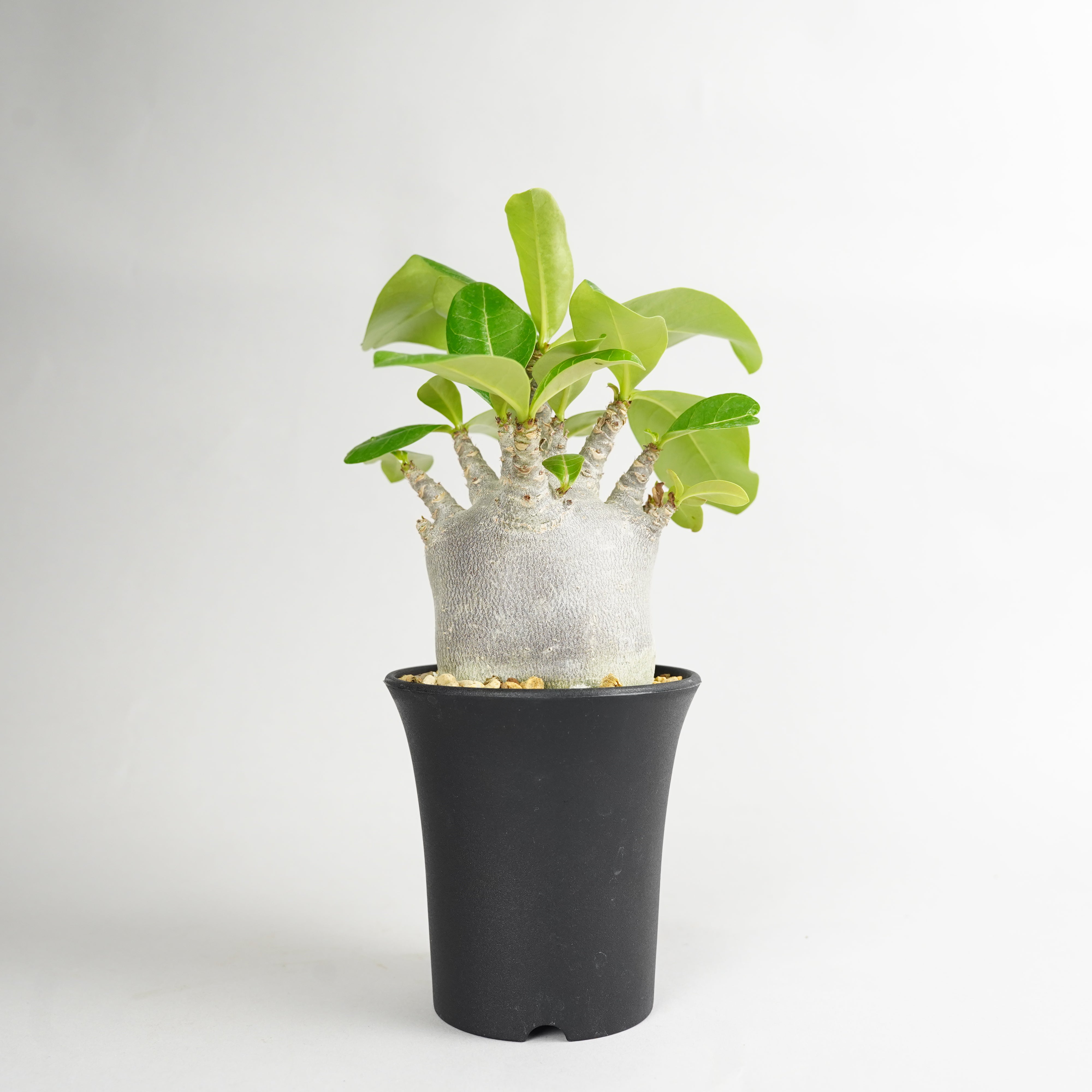 植物/ブラック – Hachi-8