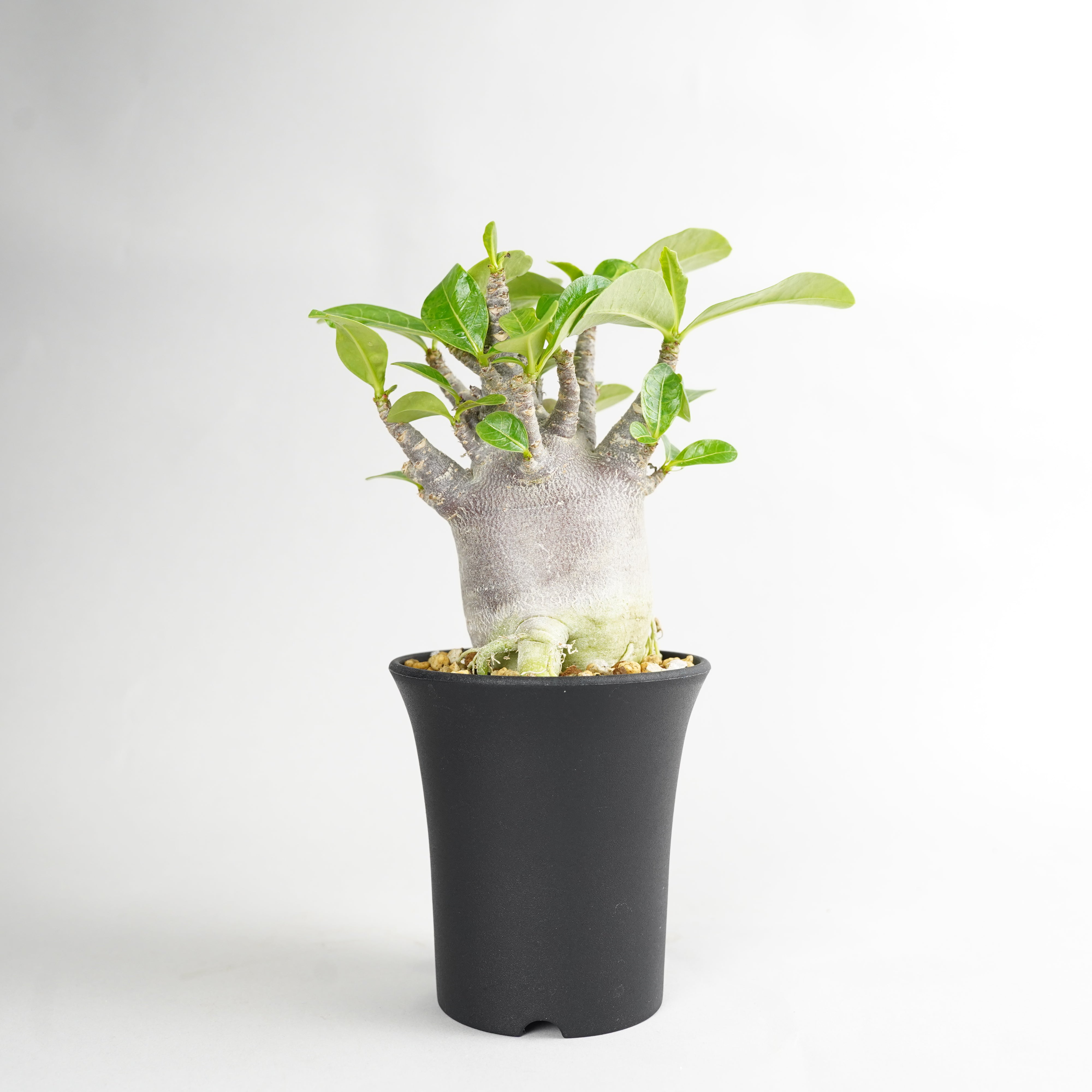 植物/アデニウム/ブラック – Hachi-8