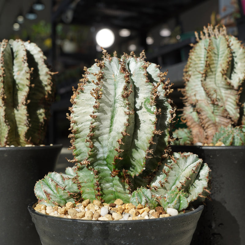 植物/ユーフォルビア/すべて