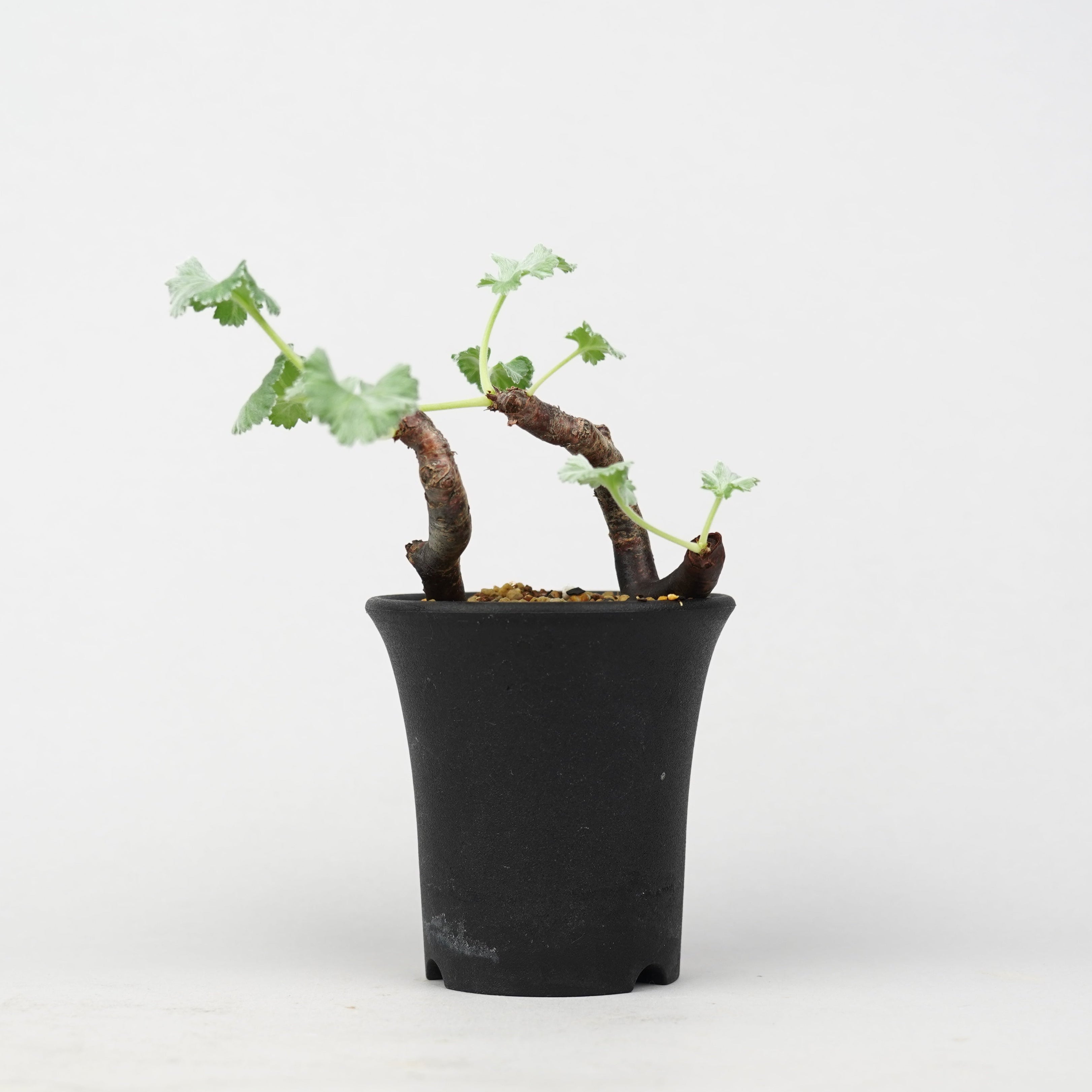 植物/冬型植物/ミラビレ – Hachi-8