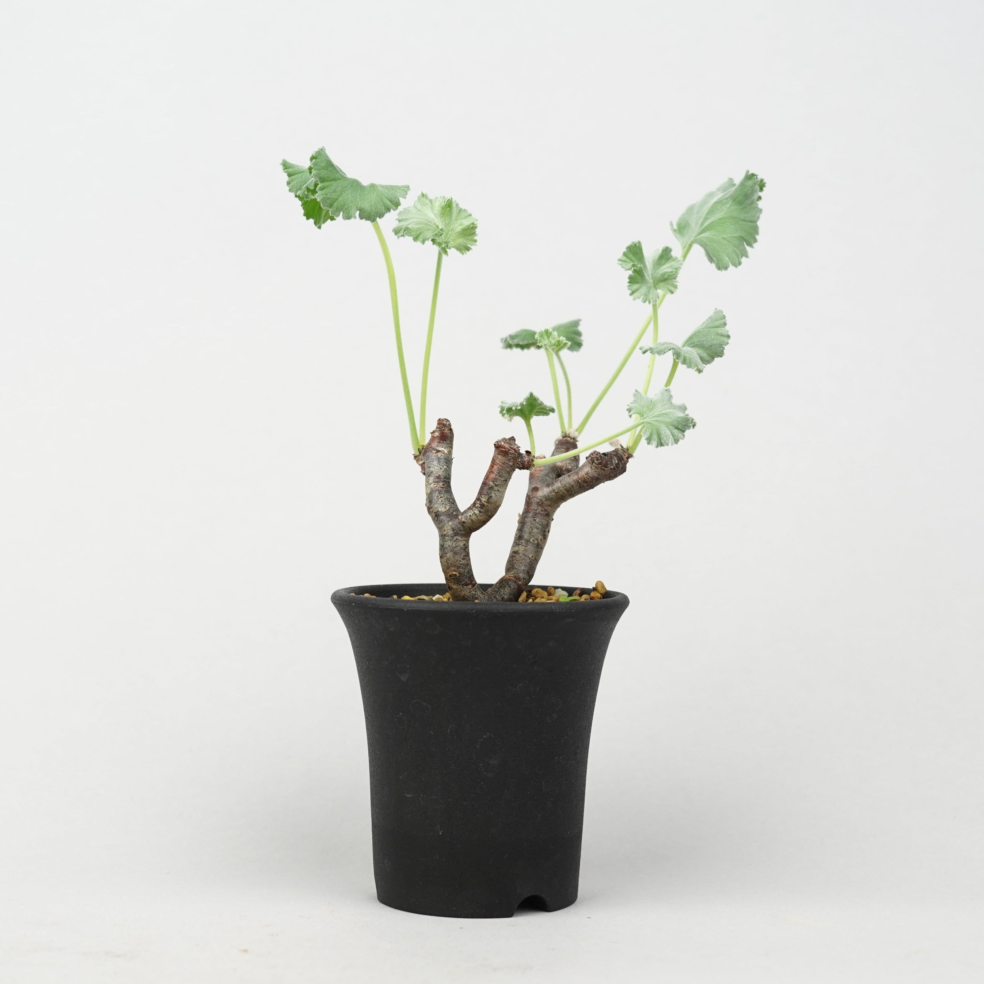 007　まとめて取引ミラビレ　ピグマエア発根済み鉢付き 007様専用 まとめて取引ミラビレ ピグマエア発根済み鉢付き