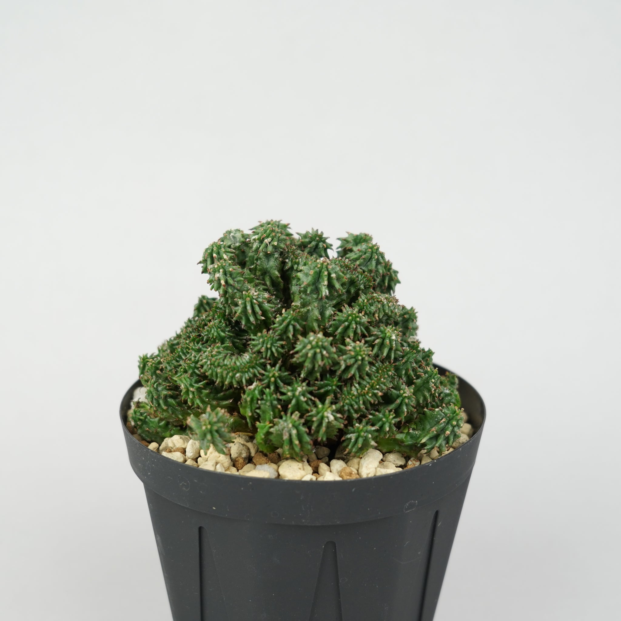 ユーフォルビア・ホリダ 'クリスタータ'「Euphorbia horrida cristata