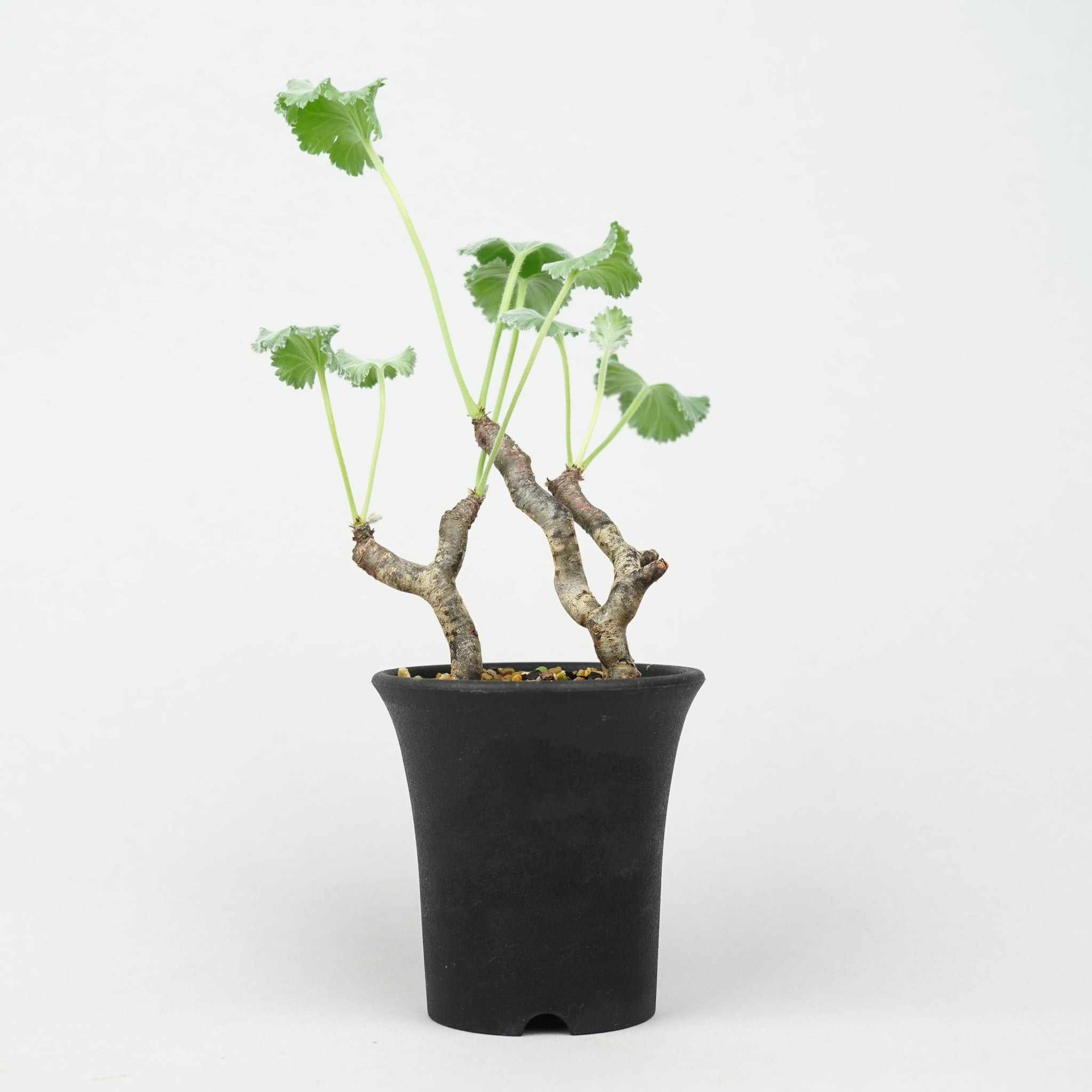 ペラルゴニウム ミラビレ Pelargonium mirabile/ PL0164