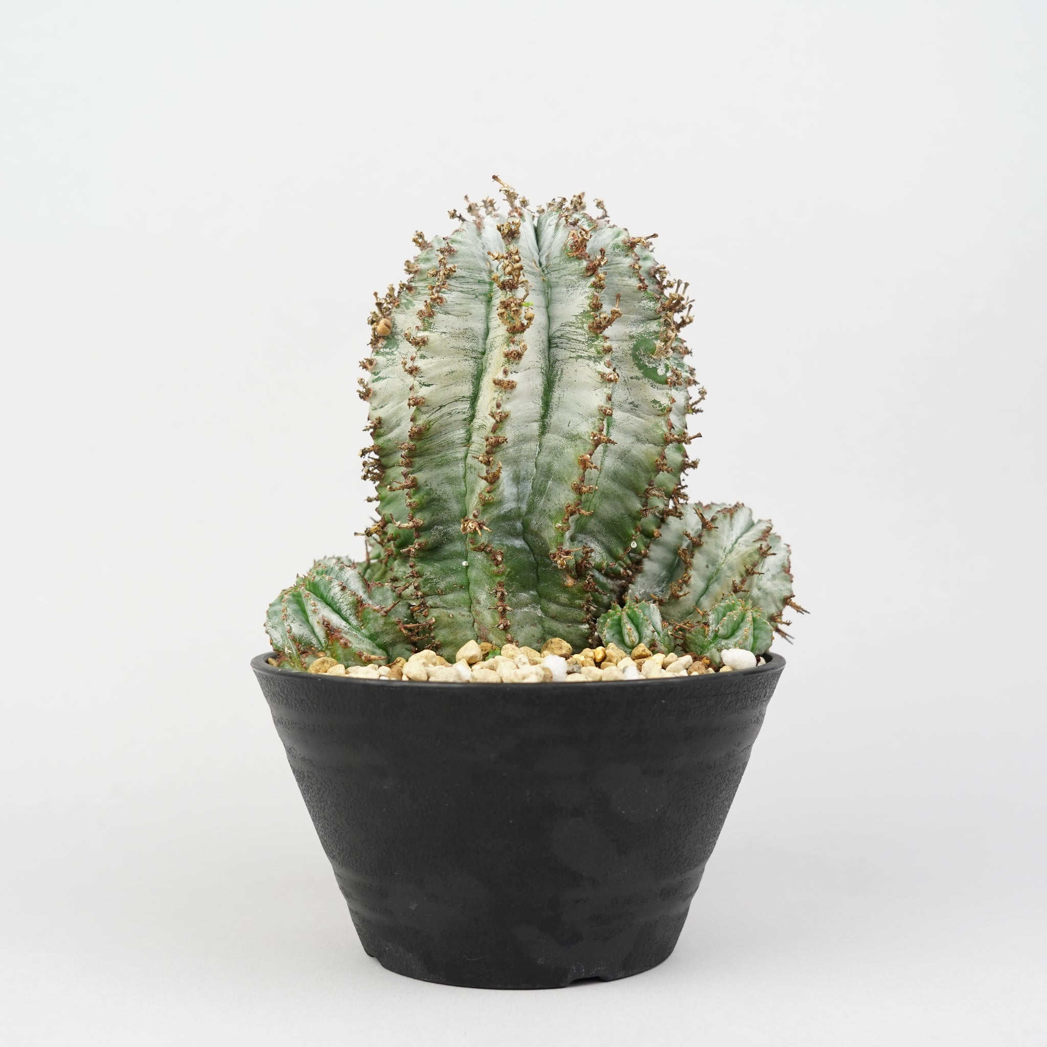 ユーフォルビア・ホリダ 「Euphorbia horrida」/EU790 – Hachi-8