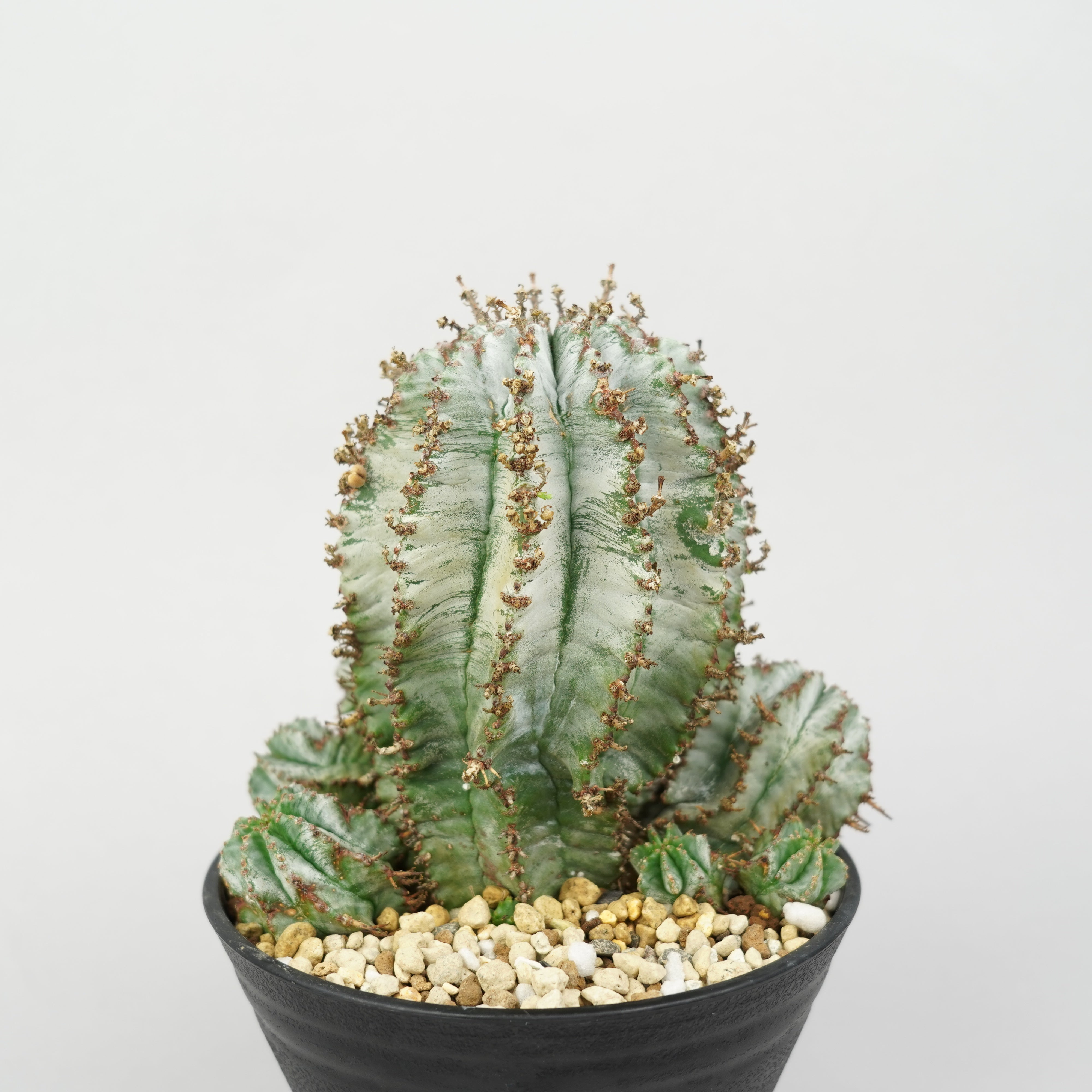 ユーフォルビア・ホリダ 「Euphorbia horrida」/EU790 – Hachi-8