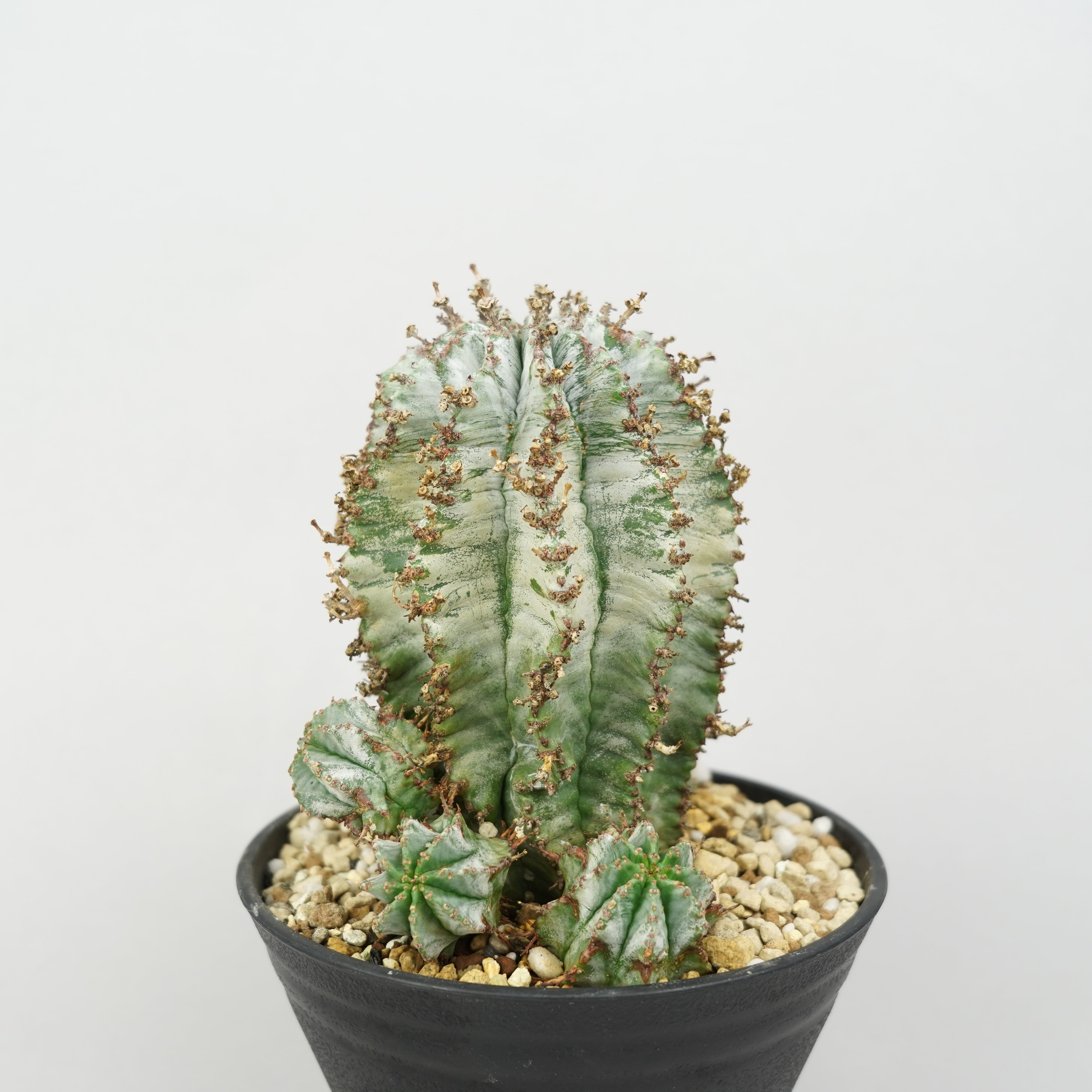 ユーフォルビア・ホリダ 「Euphorbia horrida」/EU790 – Hachi-8