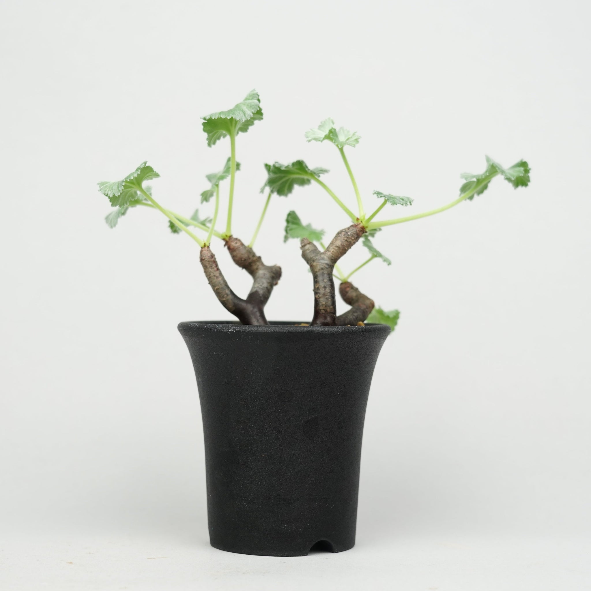 ペラルゴニウム ミラビレ Pelargonium mirabile/ PL0160