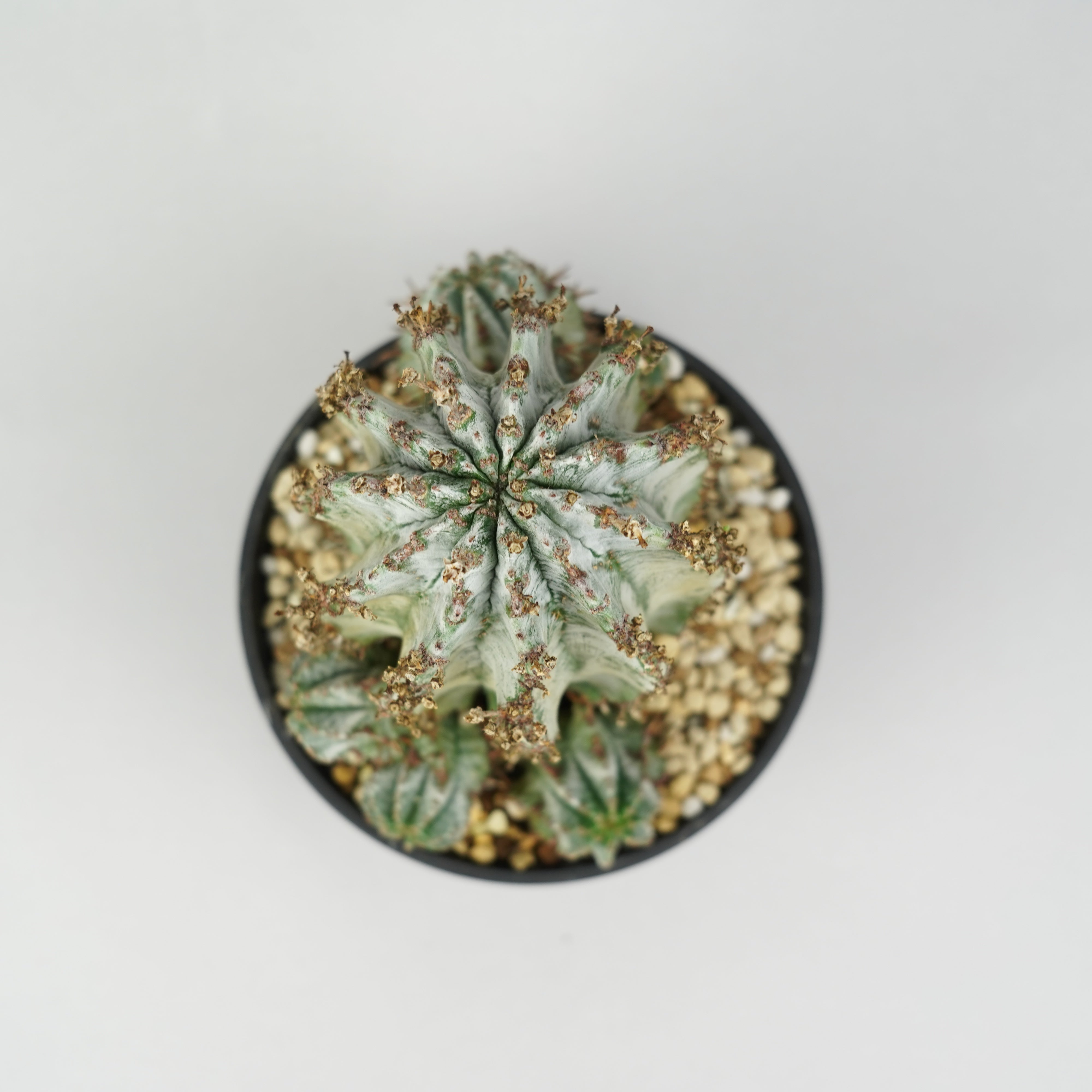 ユーフォルビア・ホリダ 「Euphorbia horrida」/EU790 – Hachi-8